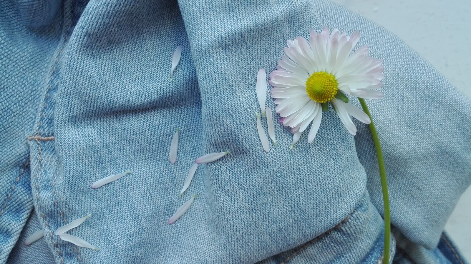 HUAWEI Cherry Mini sample photo. Flowers, summer, daisies photography