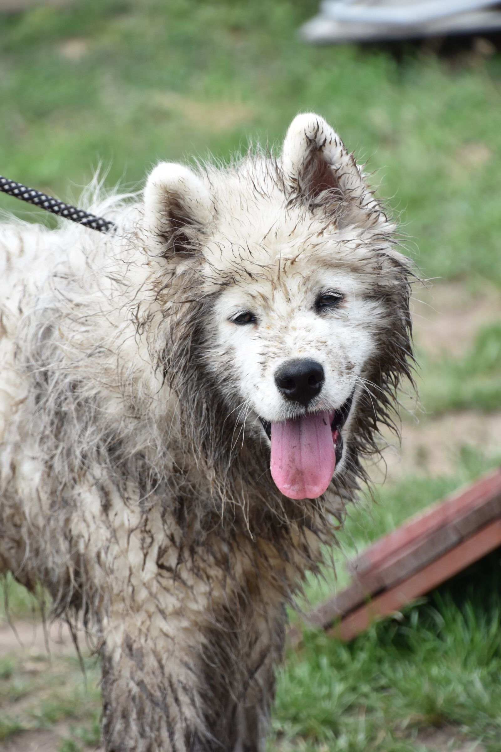 Nikon D7200 sample photo. Dog, puppy, pet photography