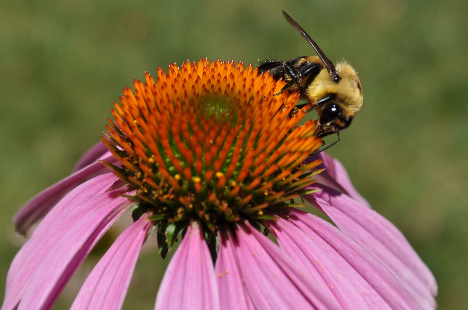 Nikon D5000 sample photo. Pollen, bee, allergies photography