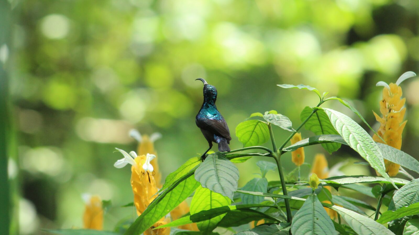 Canon EOS 1300D (EOS Rebel T6 / EOS Kiss X80) sample photo. Sunbird, bird, avian photography