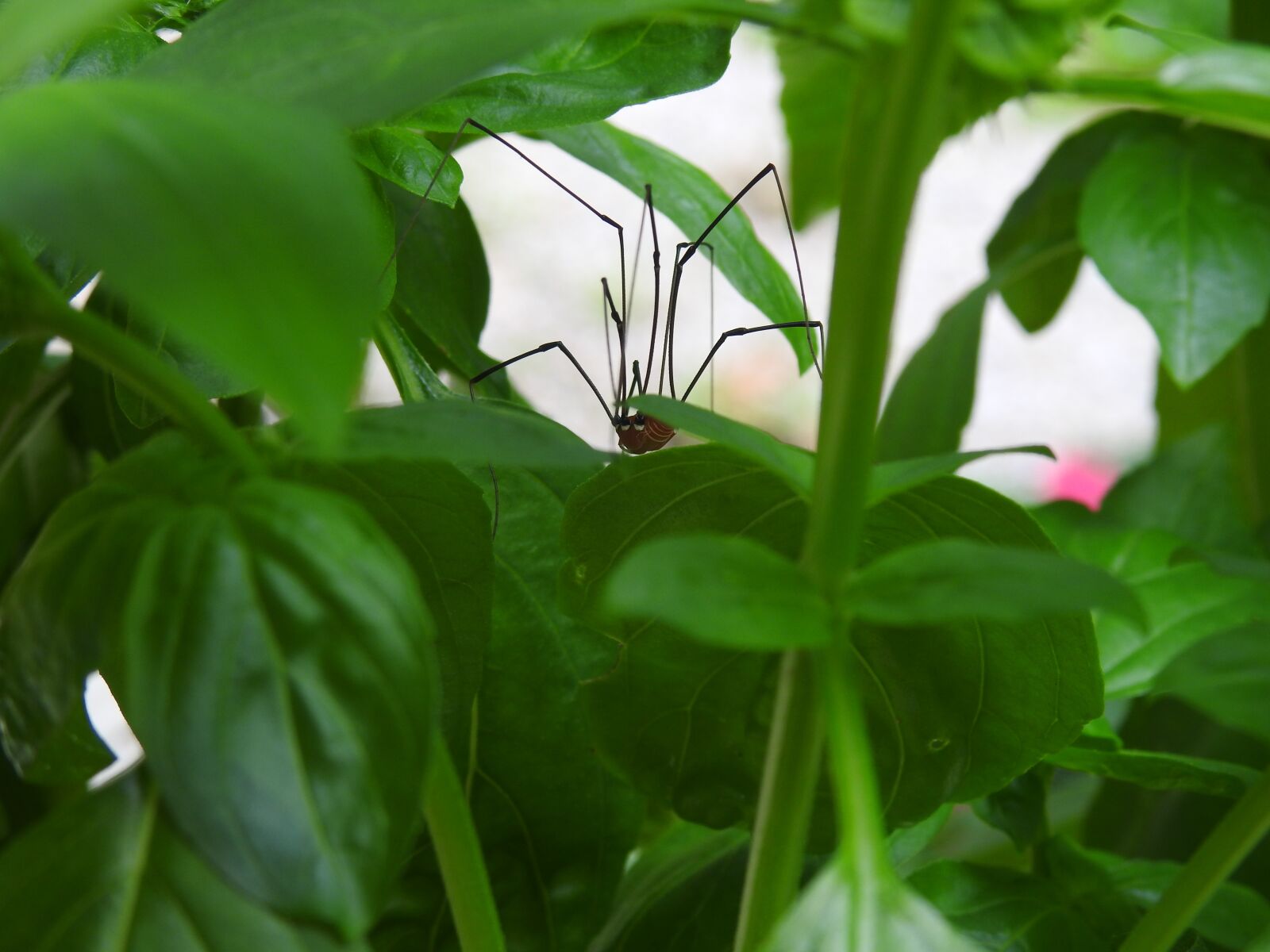 Nikon Coolpix P900 sample photo. Spider, basil, plant photography