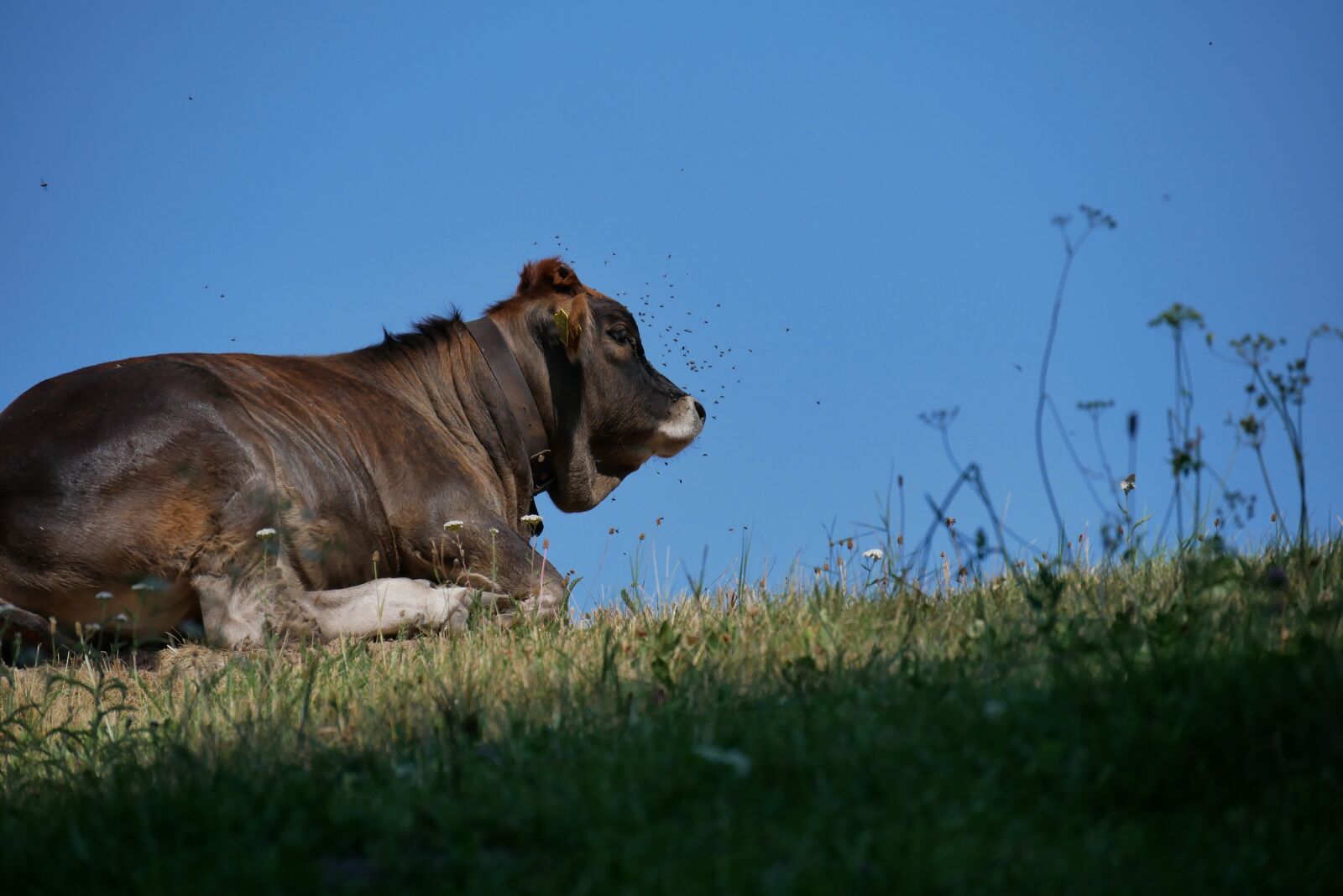 Panasonic DMC-G81 sample photo. Cow, flying, animal photography