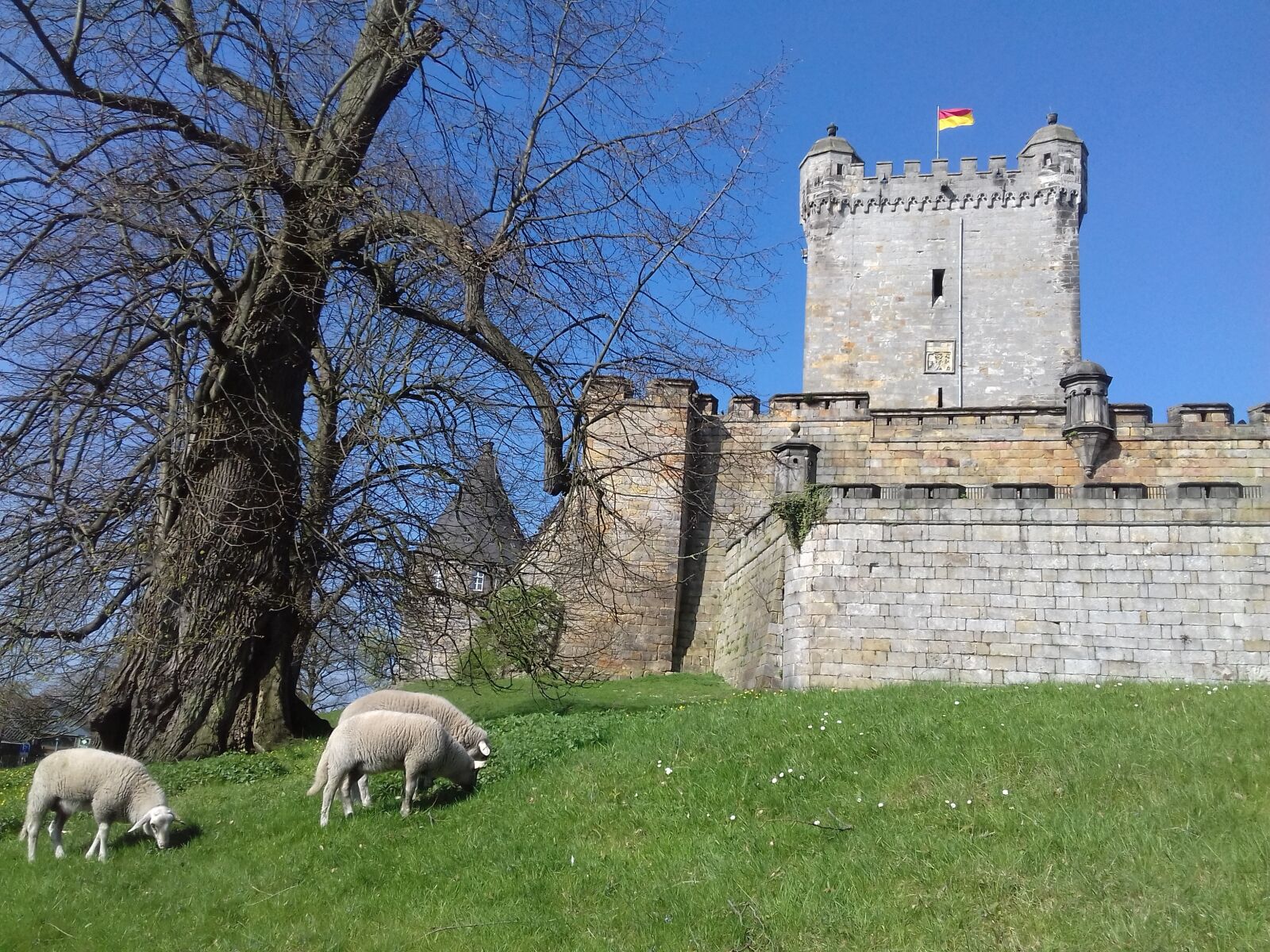 Samsung Galaxy J3(2016) sample photo. Sheep, castle, bad bentheim photography
