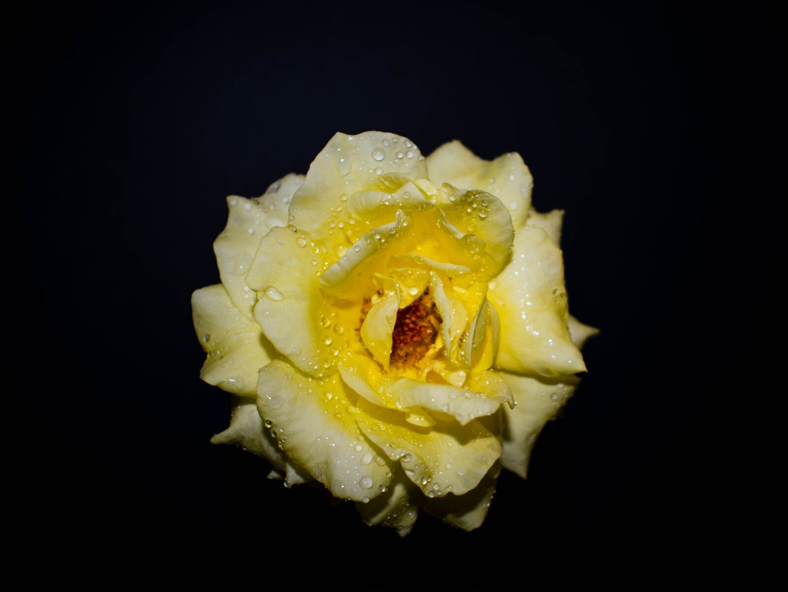 Nikon D3400 sample photo. Flower, rose, petals photography