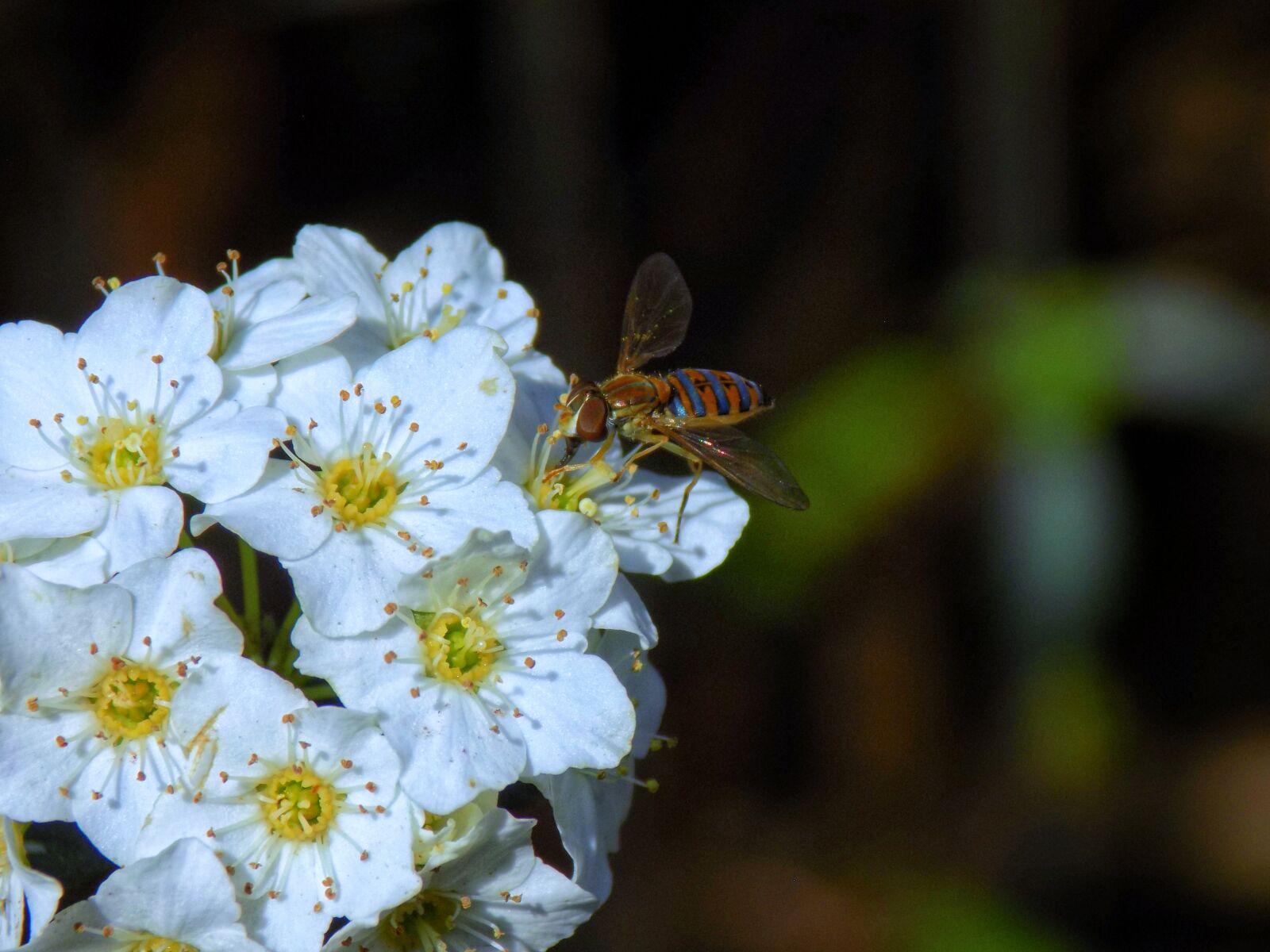 Nikon COOLPIX L330 sample photo. Insect, flower, nature photography