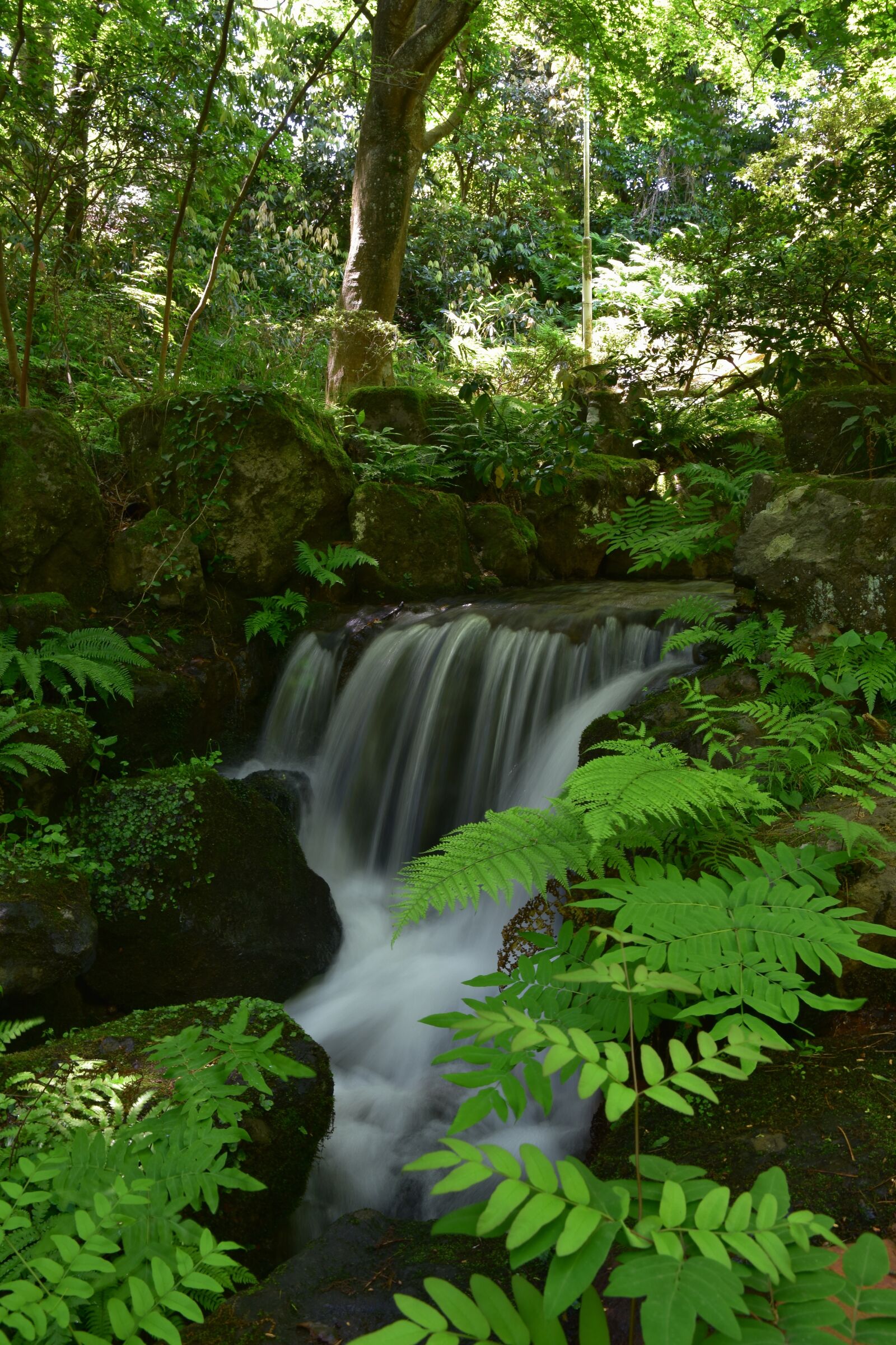 Nikon D7200 sample photo. Natural, landscape, forest photography