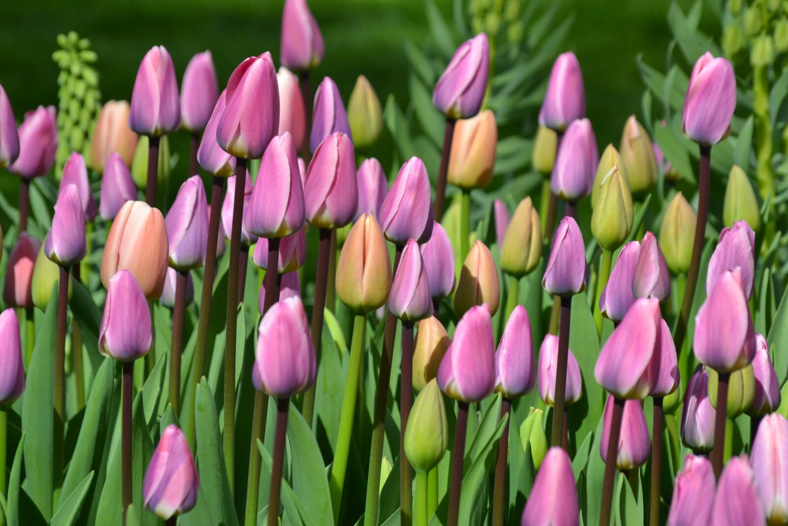 Nikon D3100 sample photo. Tulips, tulip field, tulpenbluete photography