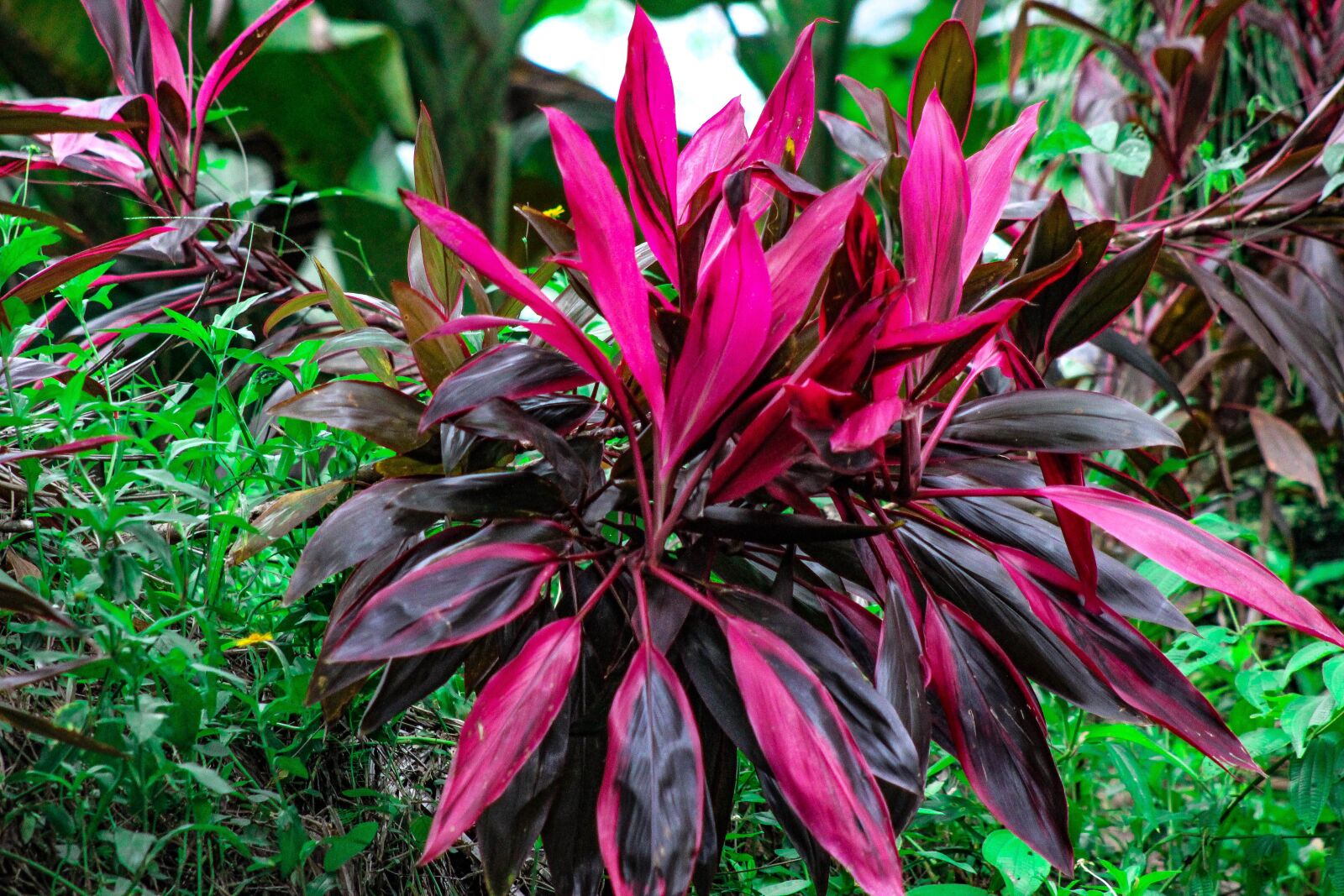 Canon EF75-300mm f/4-5.6 sample photo. Red leaf, jungle, rainforest photography