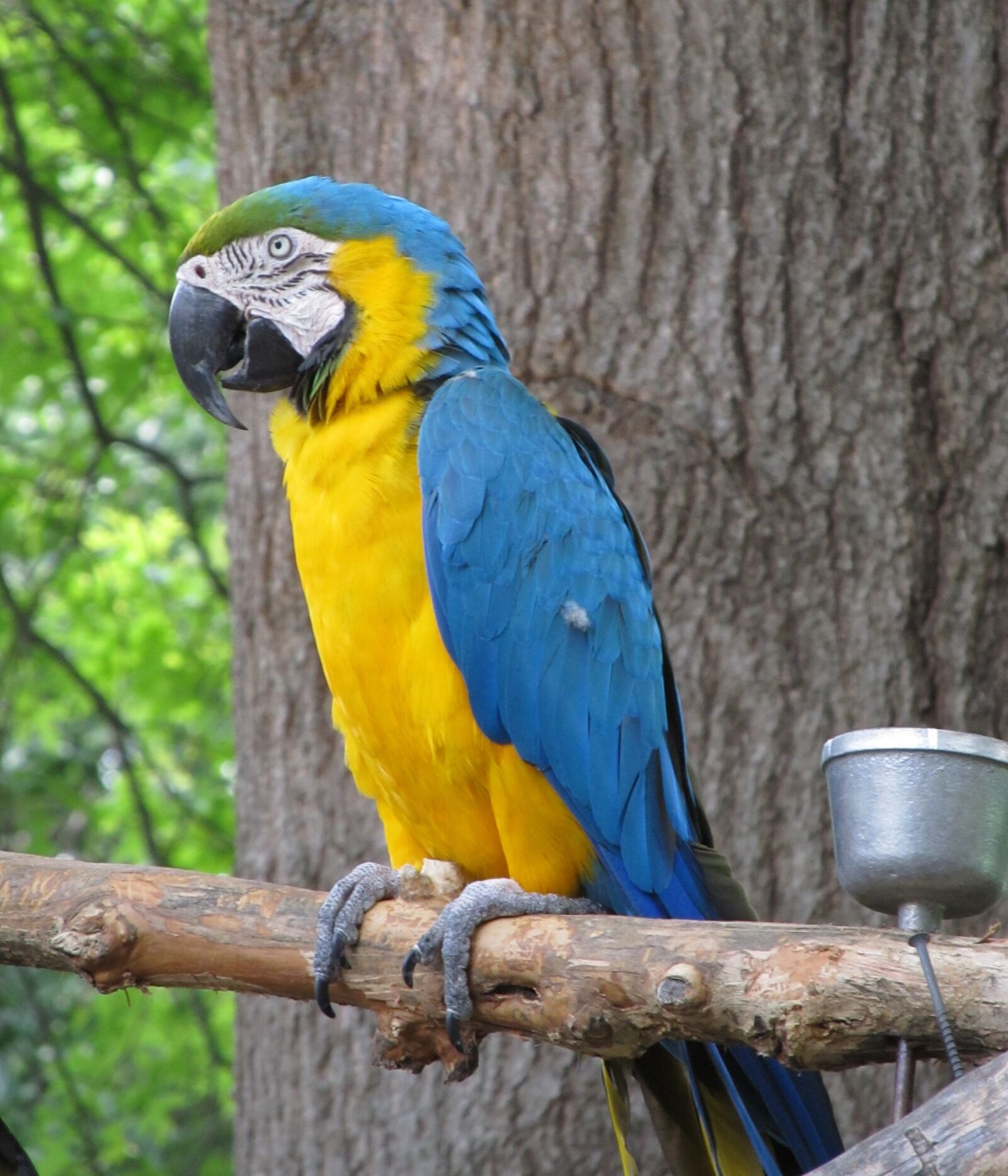Canon PowerShot SX130 IS sample photo. Macaw, parrot, bird photography