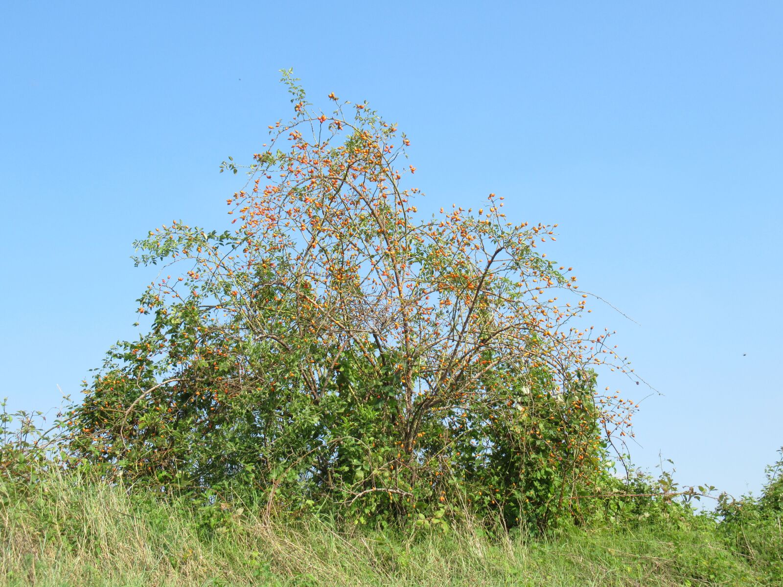 Canon PowerShot SX620 HS sample photo. Hedge, fruit, nature photography