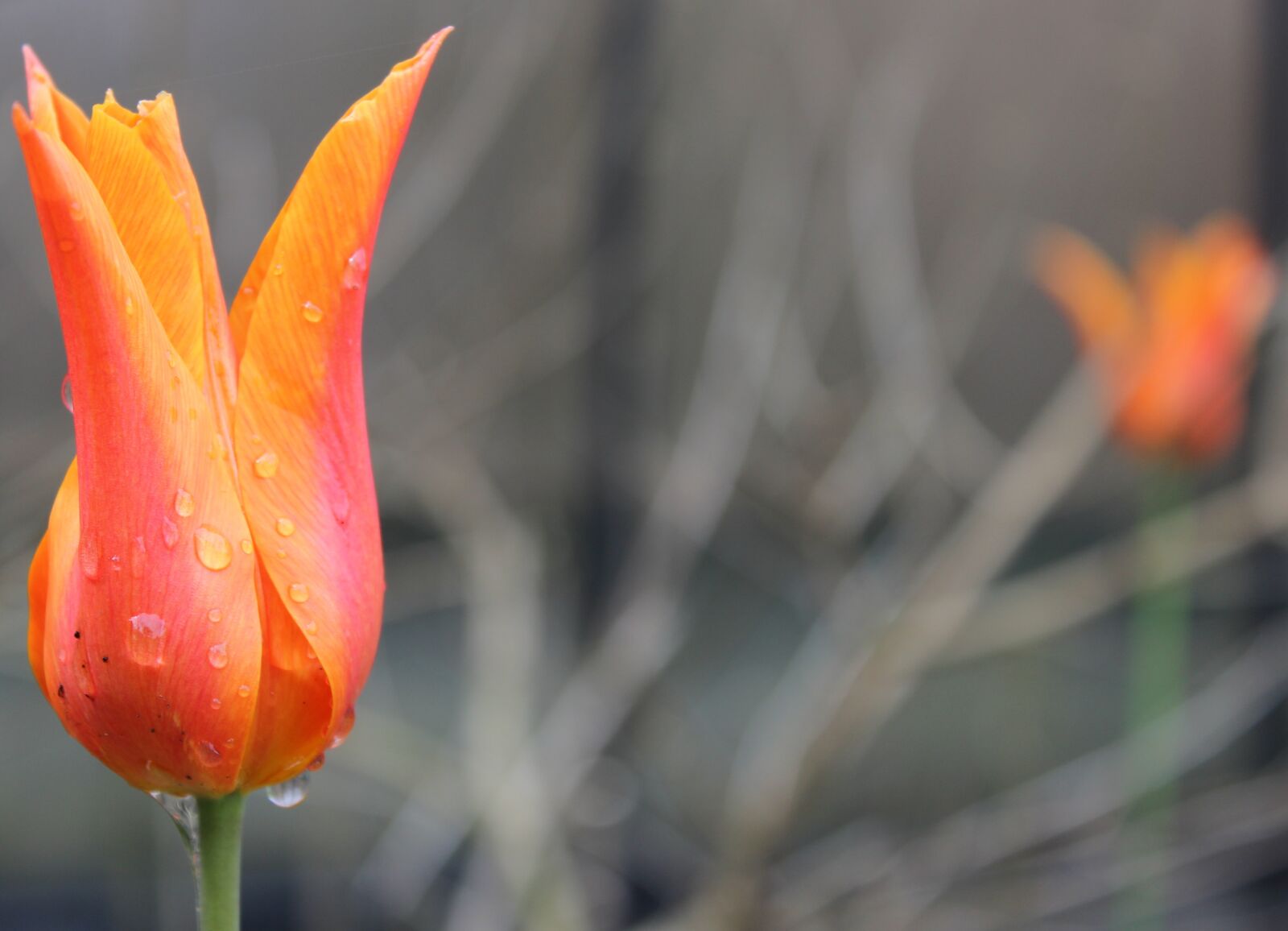 Canon EOS 600D (Rebel EOS T3i / EOS Kiss X5) sample photo. Tulip, leaf, raindrop photography