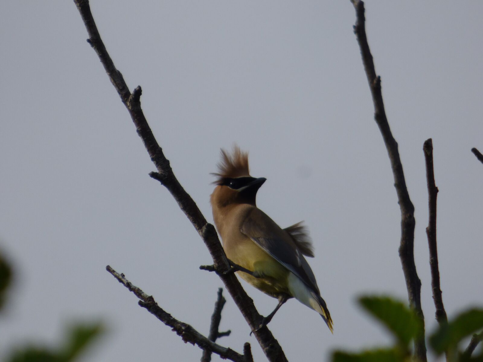 Panasonic Lumix DMC-FZ70 sample photo. Cedar waxwing, wild hair photography