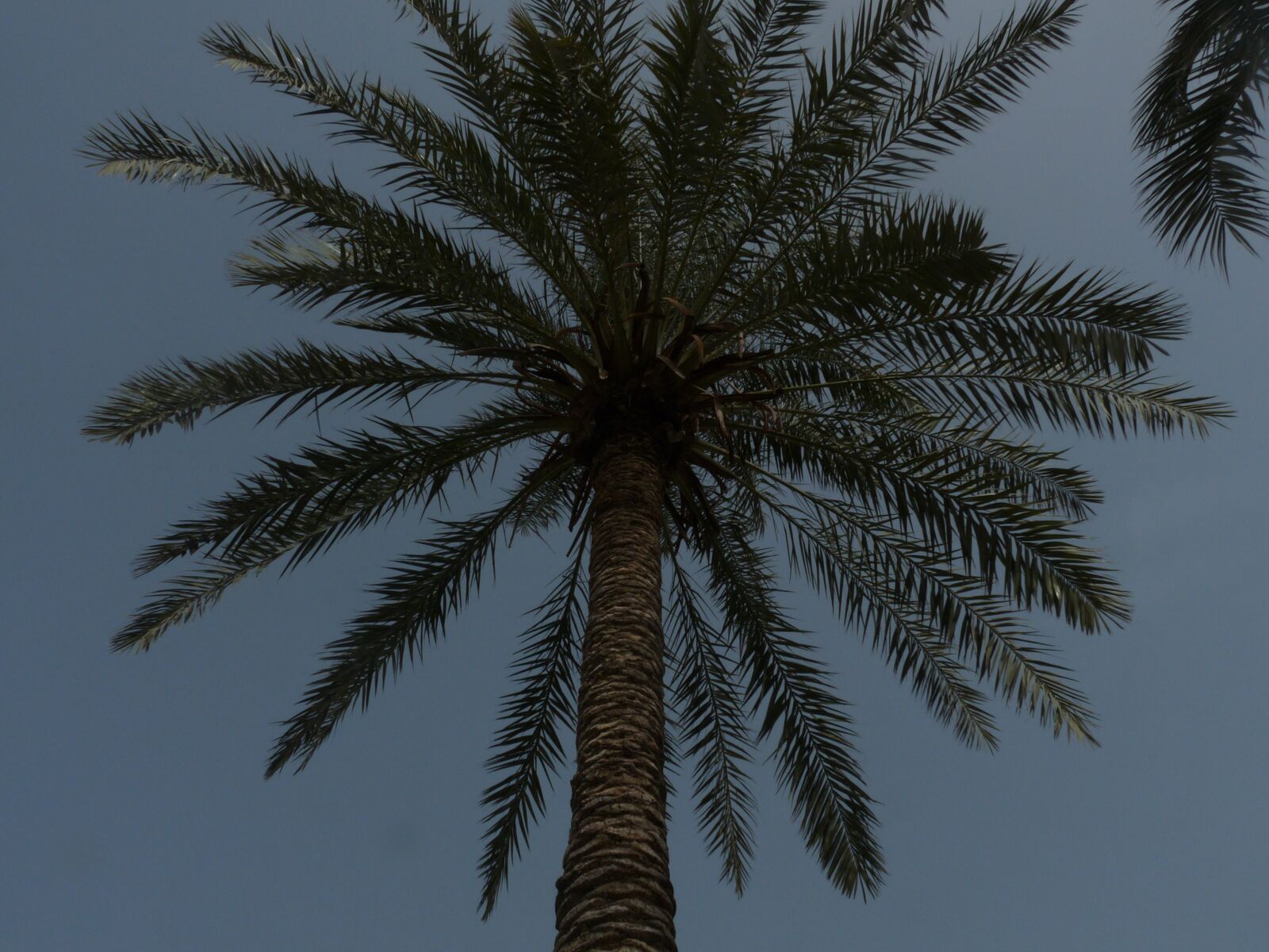 Panasonic Lumix DMC-FZ28 sample photo. Palm, tree, from photography