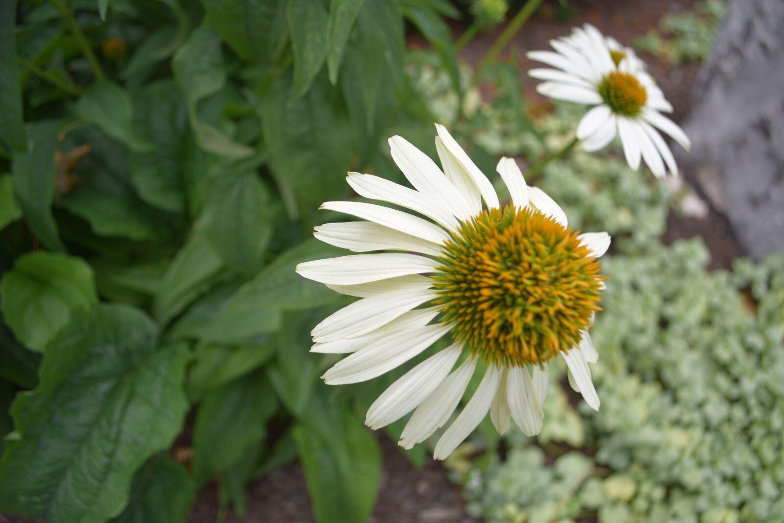 Nikon D3300 sample photo. Flower, daisy, nature photography