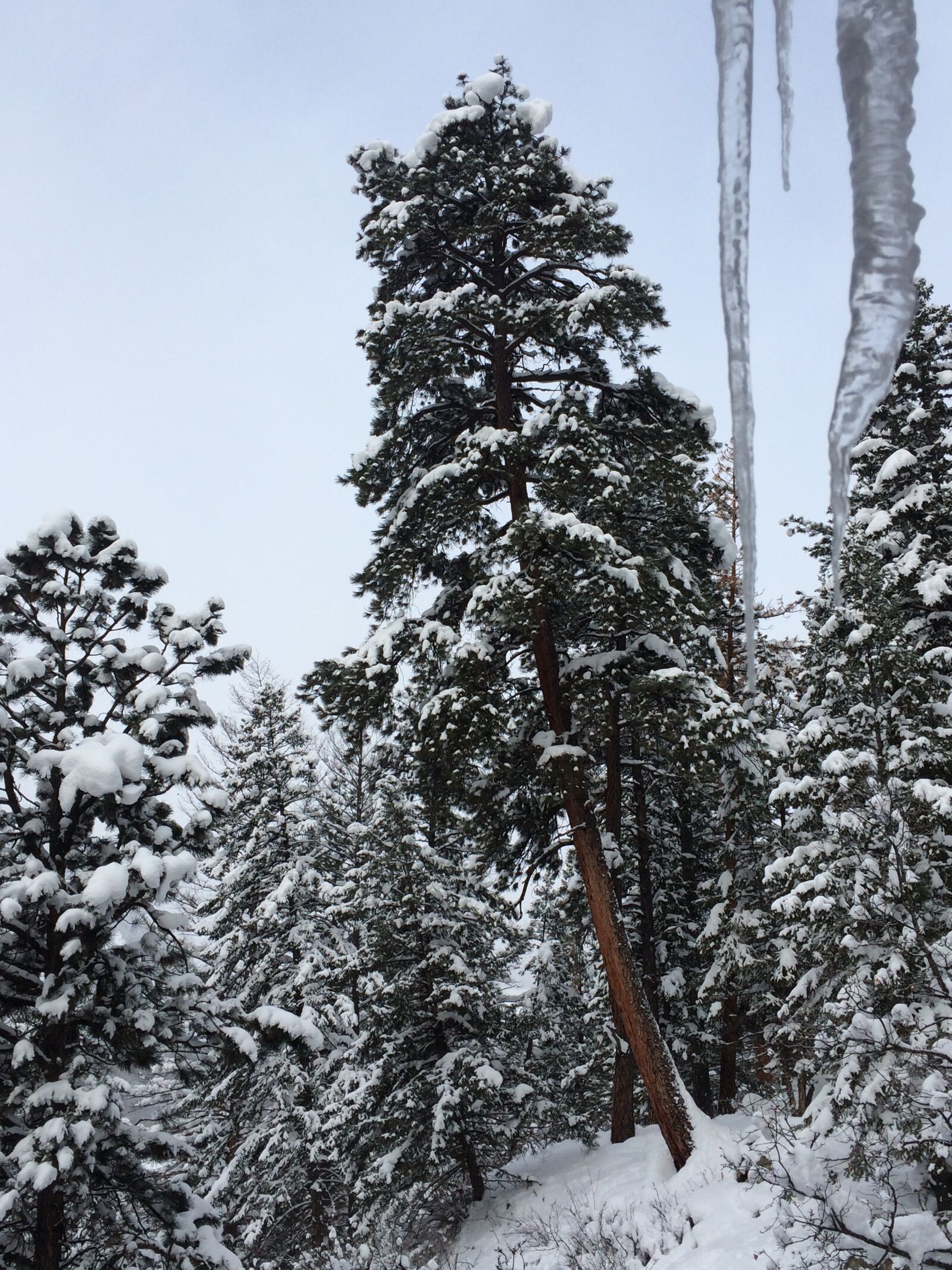 iPhone 5s back camera 4.15mm f/2.2 sample photo. Colorado, winter, snow photography
