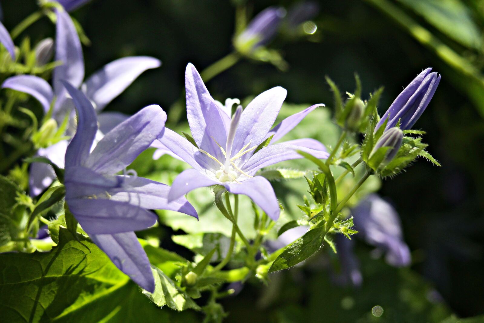 EF35-80mm f/4-5.6 sample photo. Bellflower, sunlight, close up photography