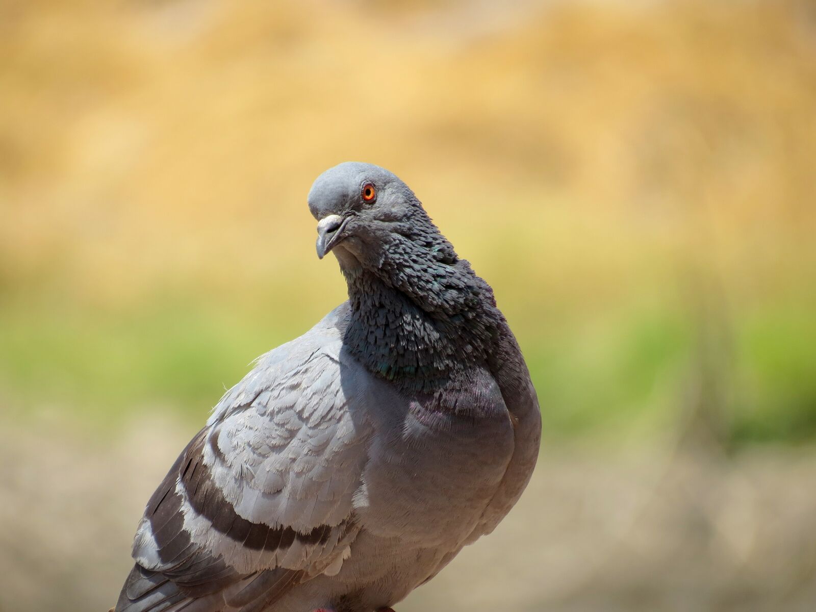 Canon PowerShot SX40 HS sample photo. Bird, nature, wildlife photography