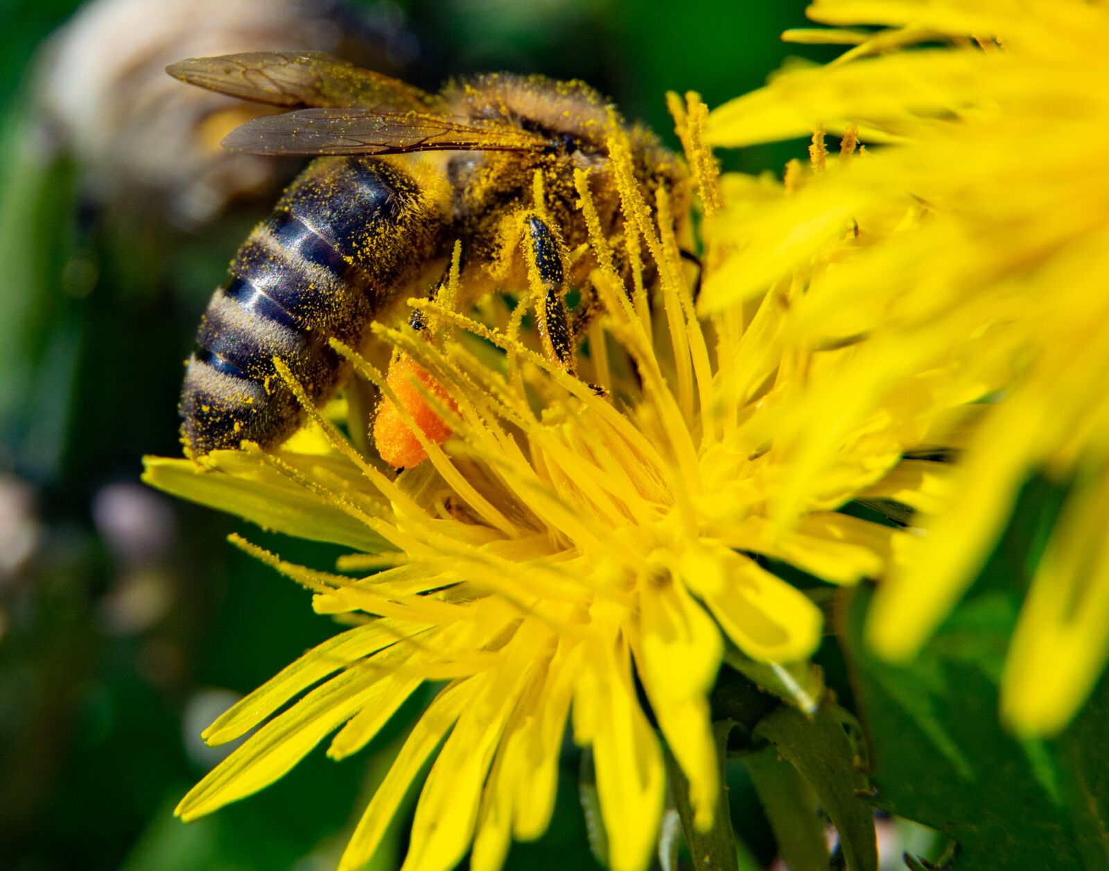 Nikon D3300 sample photo. Bee, flower, yellow photography