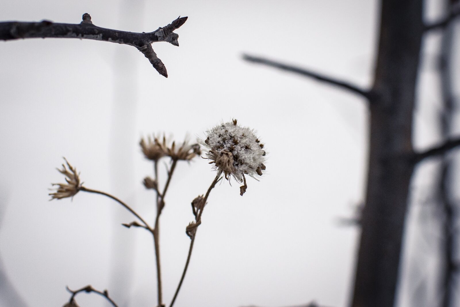 Nikon D5300 sample photo. Snow, winter, plants photography