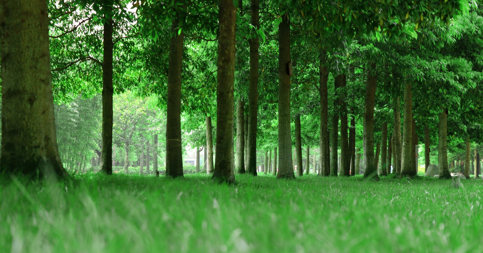 Canon EOS 77D (EOS 9000D / EOS 770D) sample photo. Nature, wood, tree photography