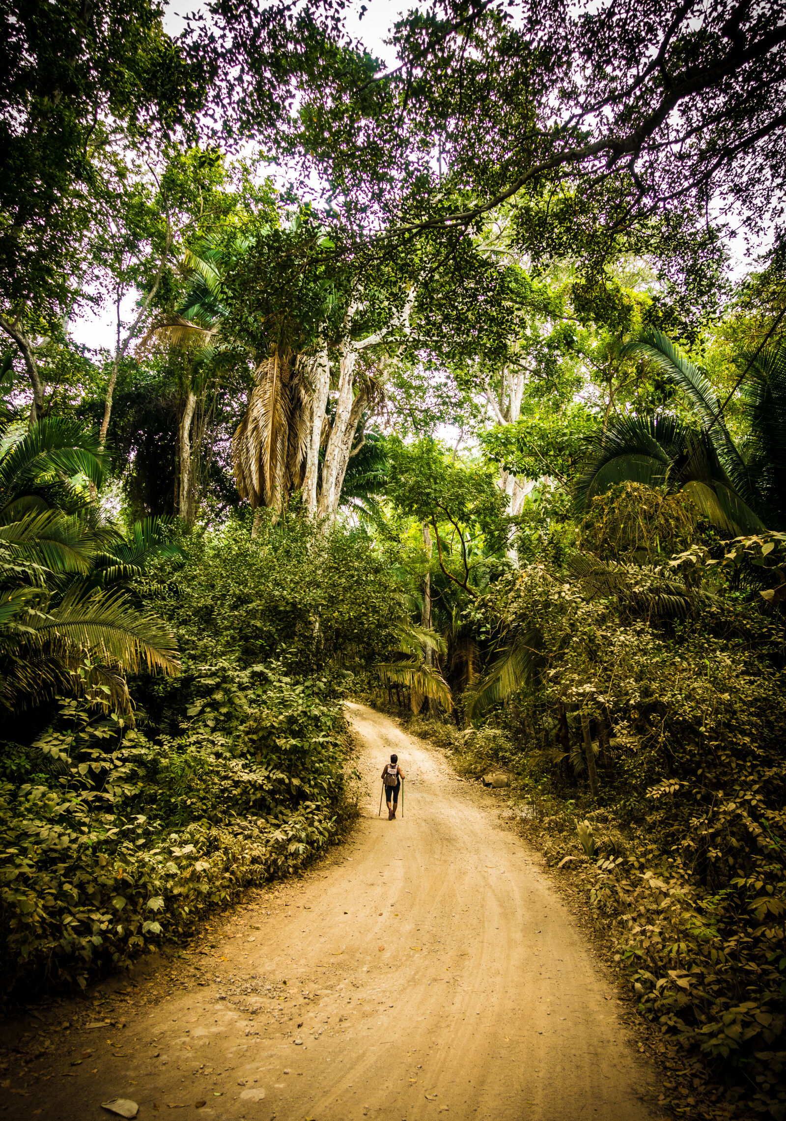 Sony Cyber-shot DSC-RX100 IV sample photo. Forest, green, hike, hiker photography
