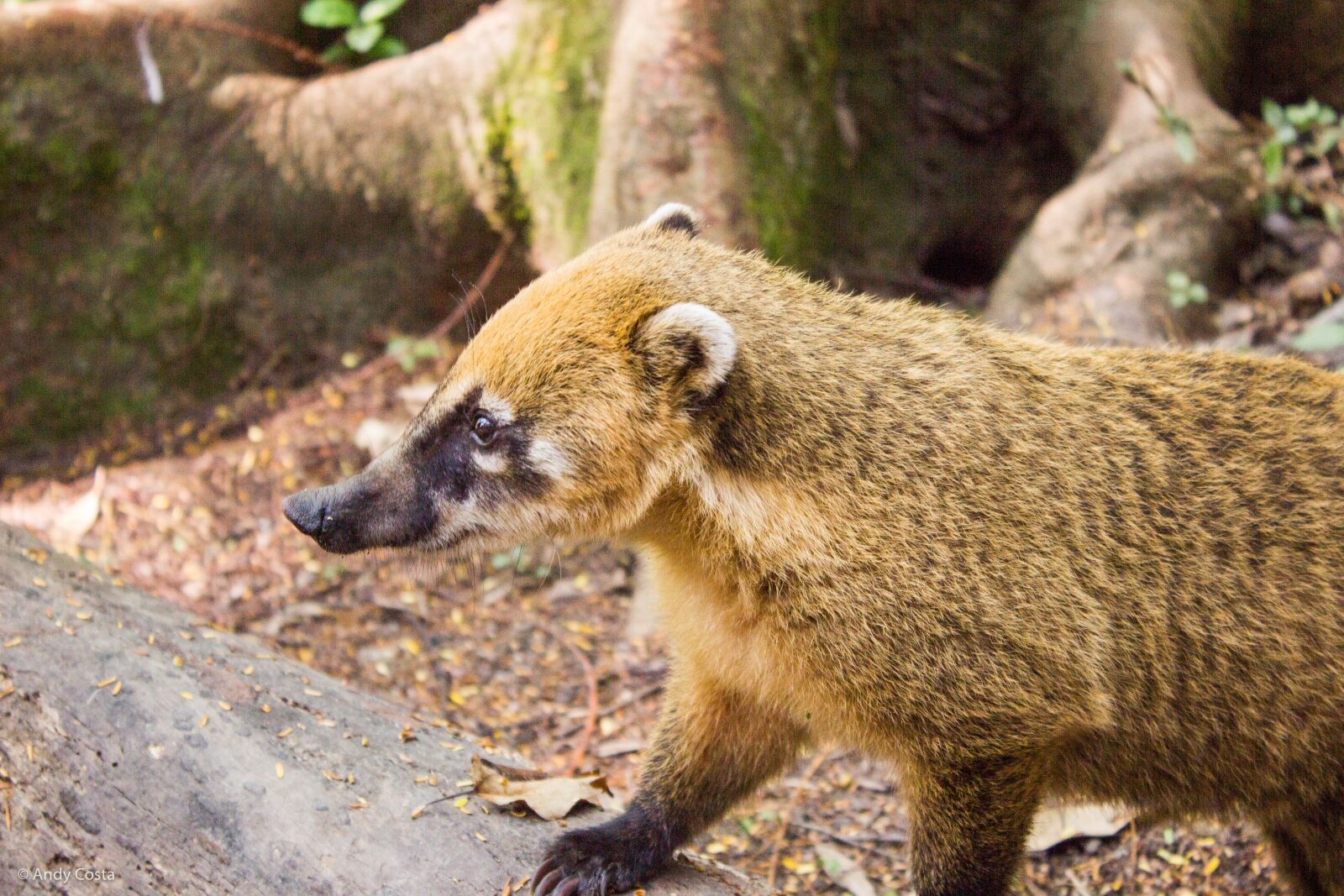Canon EOS 600D (Rebel EOS T3i / EOS Kiss X5) sample photo. Coati, park, ecological photography