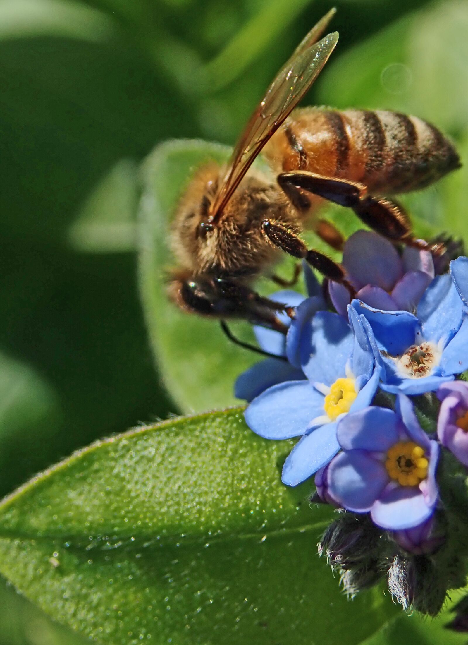 Olympus TG-5 sample photo. Bee, insect, blue photography