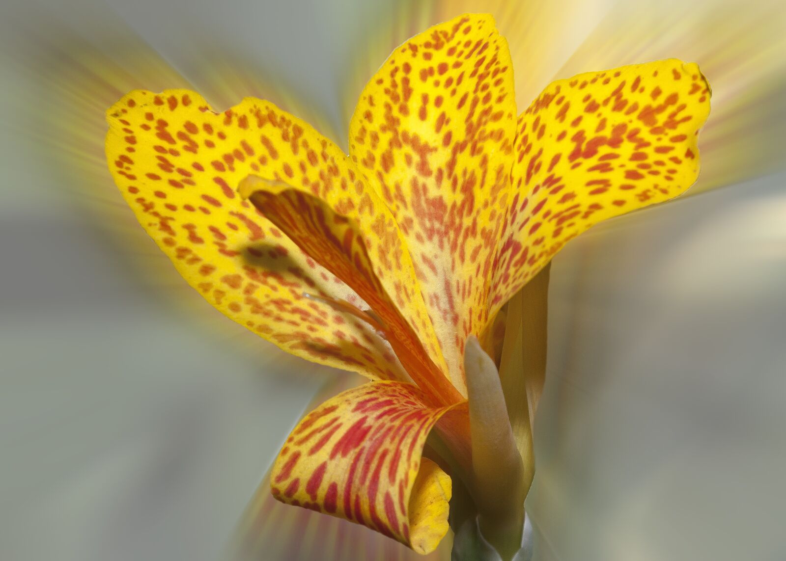 Canon EOS 50D + Canon EF 24-105mm F4L IS USM sample photo. Lily, blossom, bloom photography