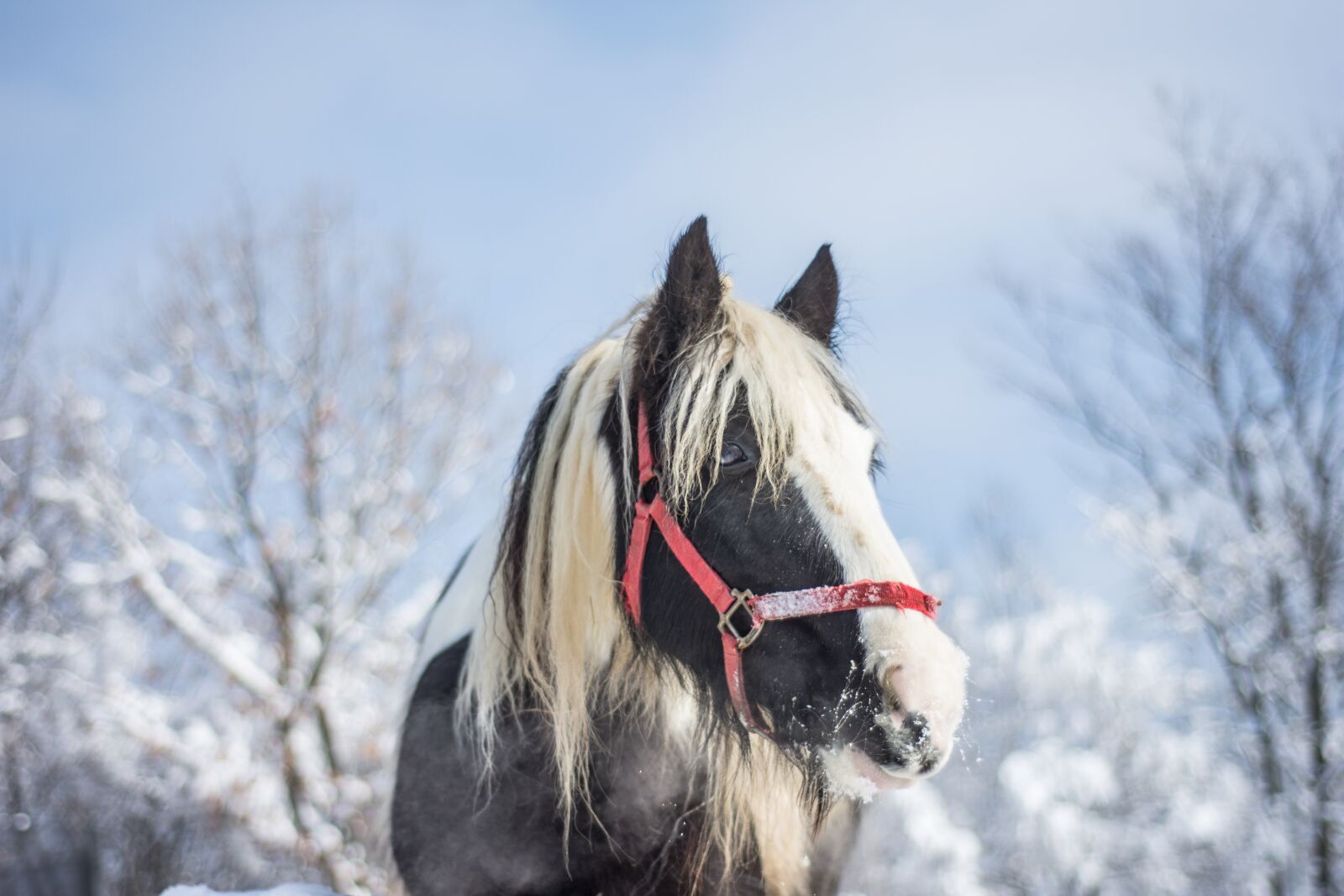 Nikon D7200 sample photo. Horse, winter, snow photography