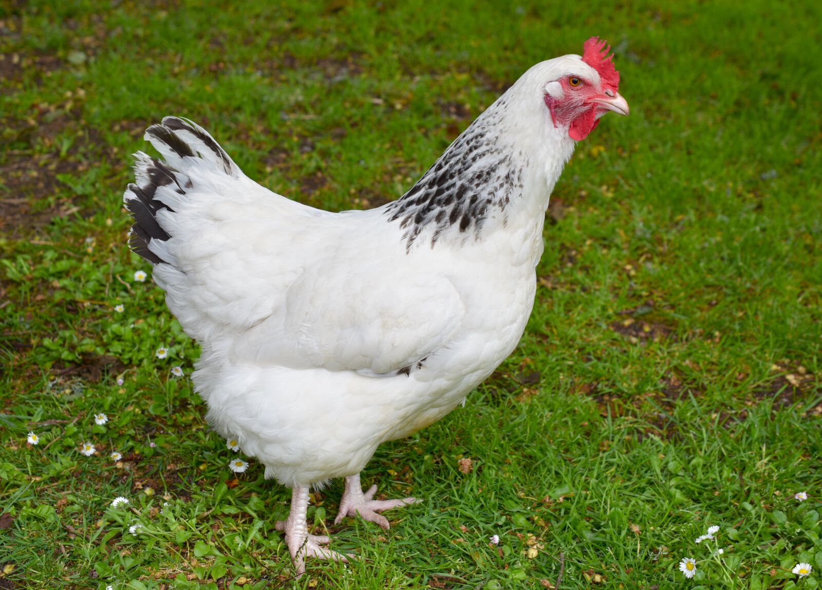 Nikon D5600 sample photo. Hen, white, crete photography