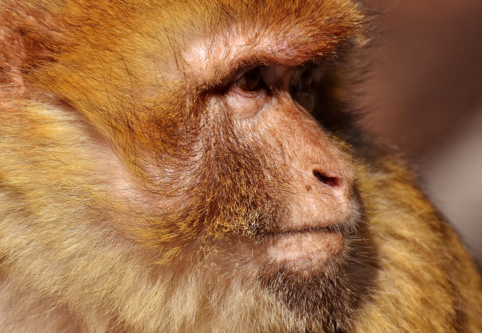 Nikon D7200 sample photo. Barbary ape, endangered species photography