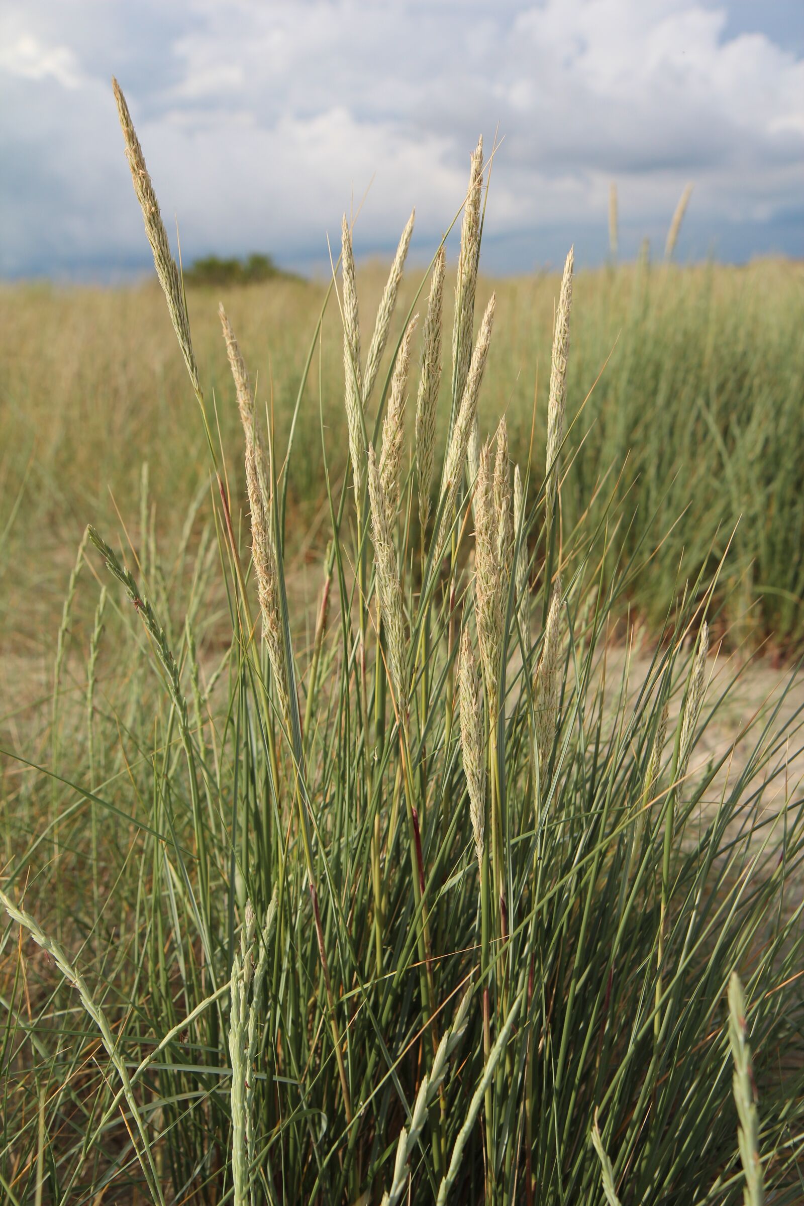 Canon EOS 600D (Rebel EOS T3i / EOS Kiss X5) sample photo. Oyat, dune, sand photography