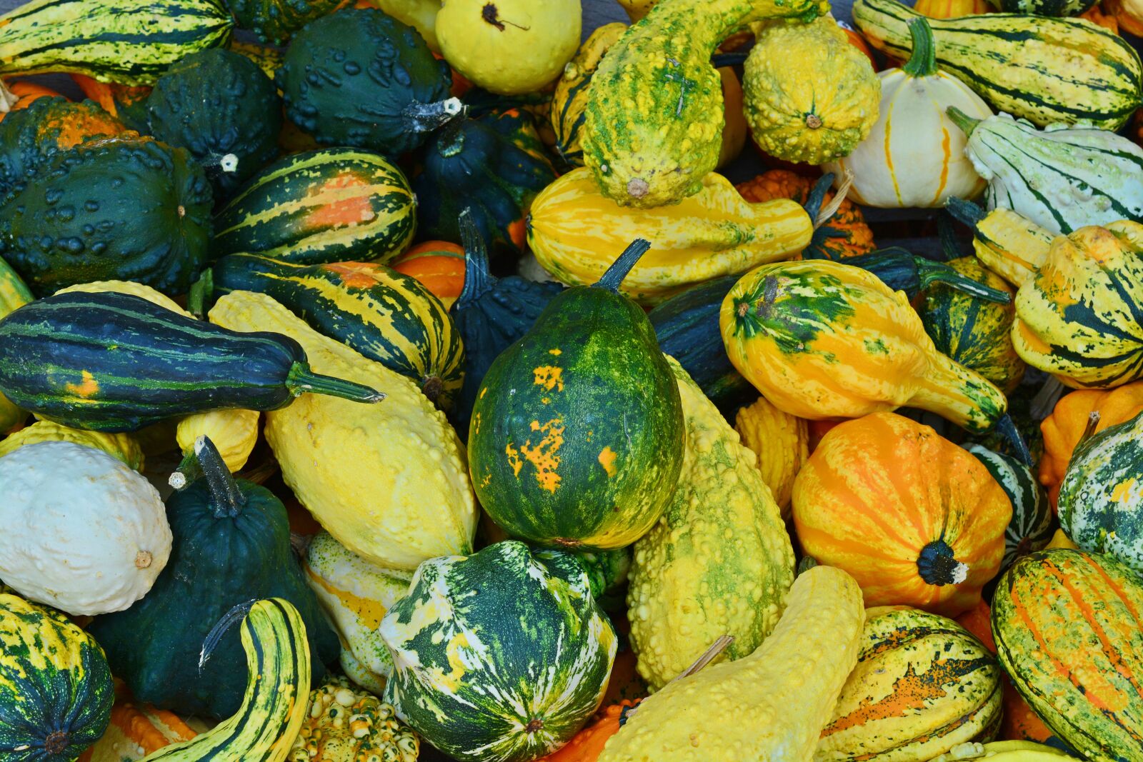 Nikon D5200 sample photo. Pumpkin, harvest time, sale photography