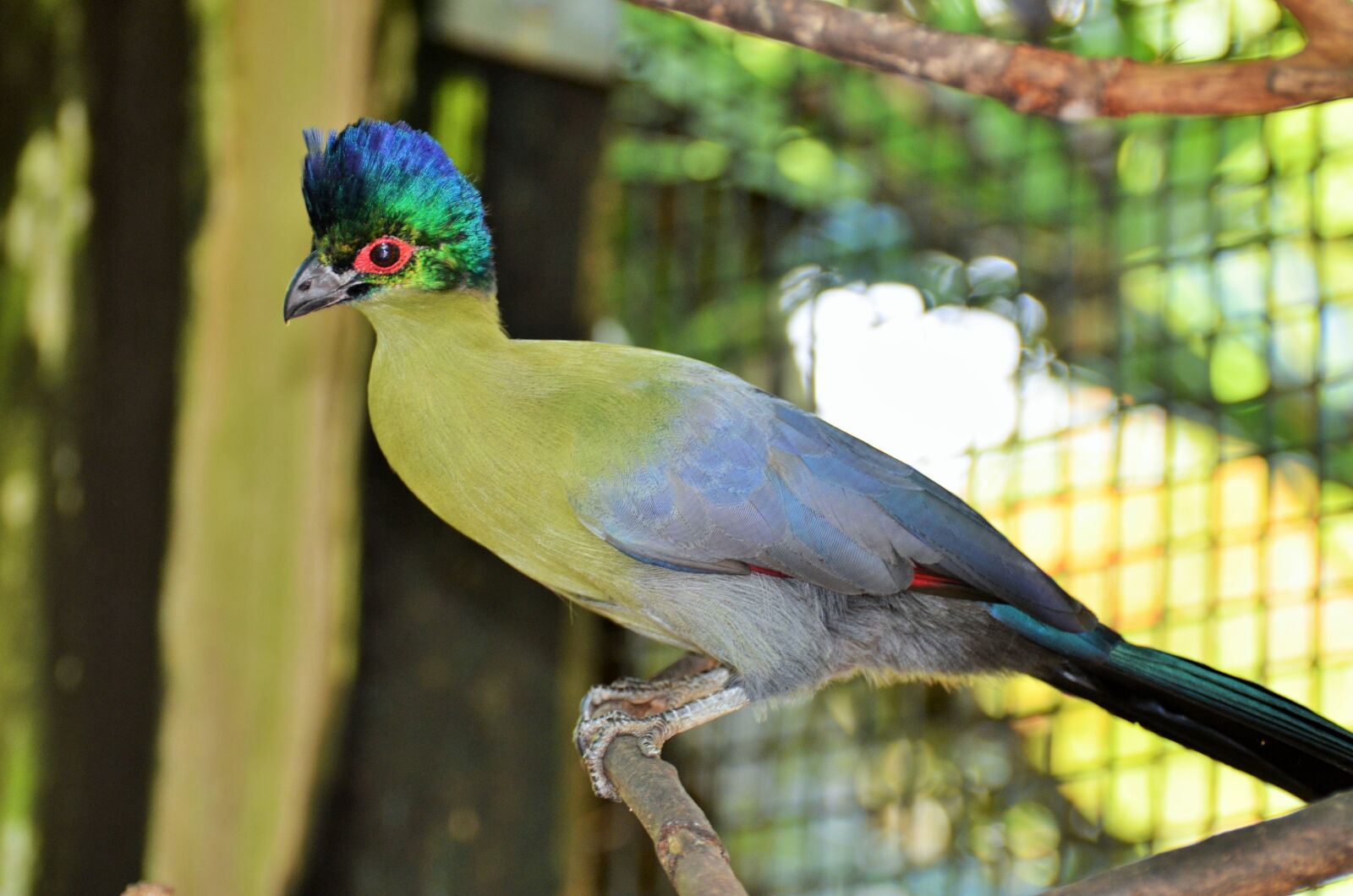 Nikon D5100 sample photo. Bird, exotic bird, green photography