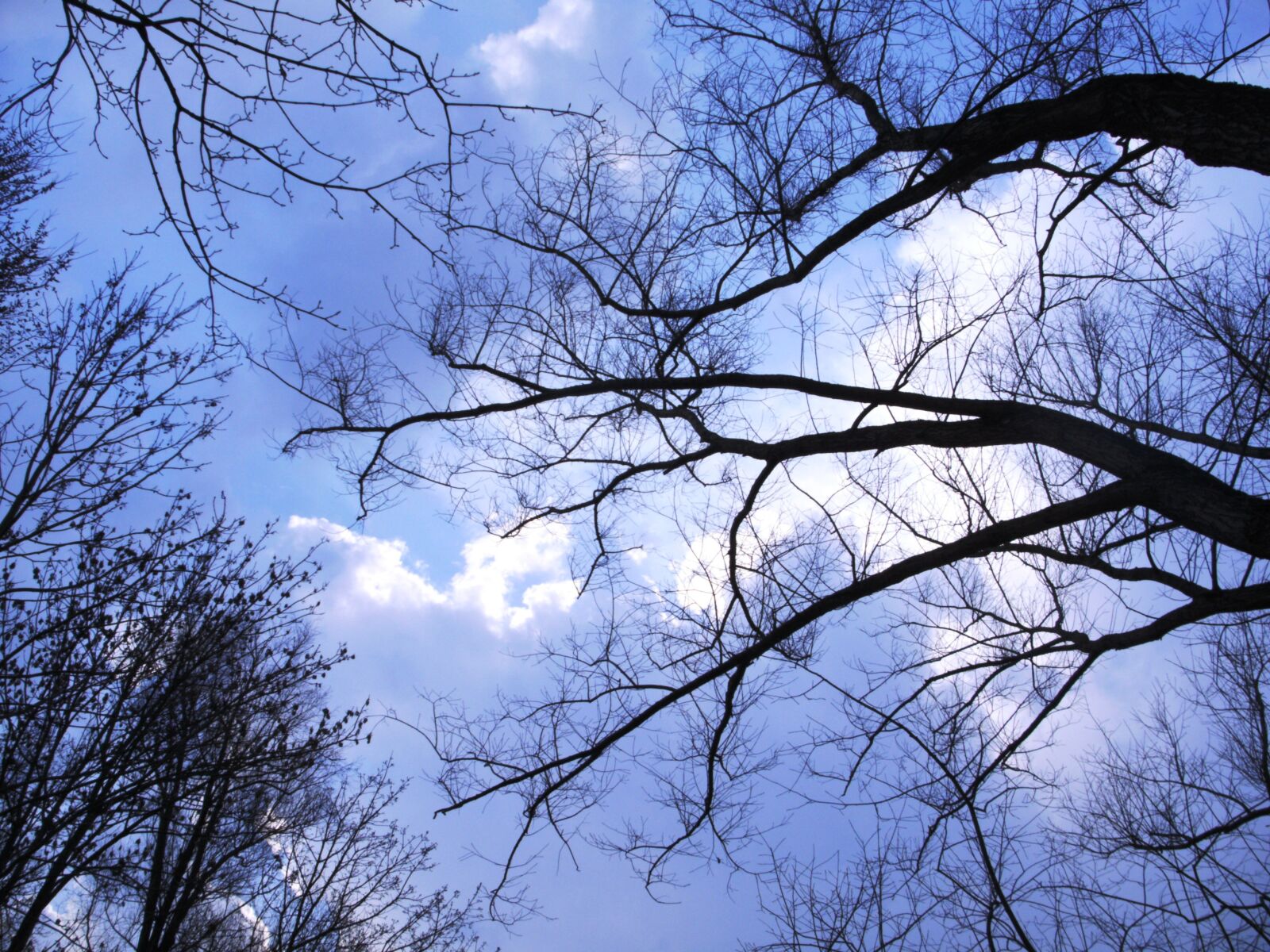 TRAVELER DC-X5 sample photo. Sky, trees, perspective photography