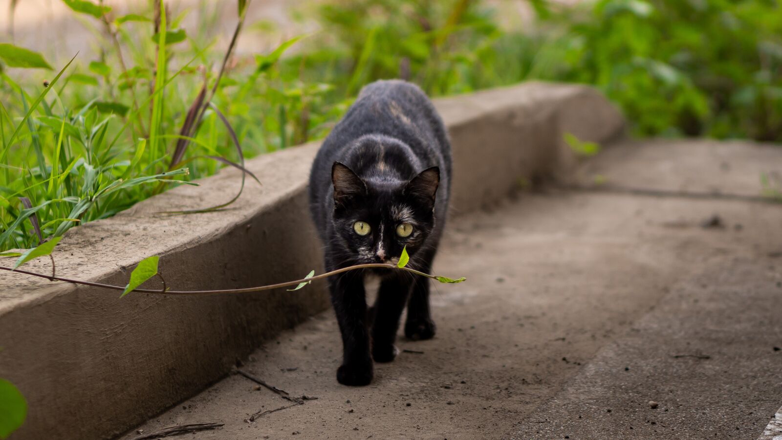 E 50mm F1.8 OSS sample photo. Cat, animal, eyes photography