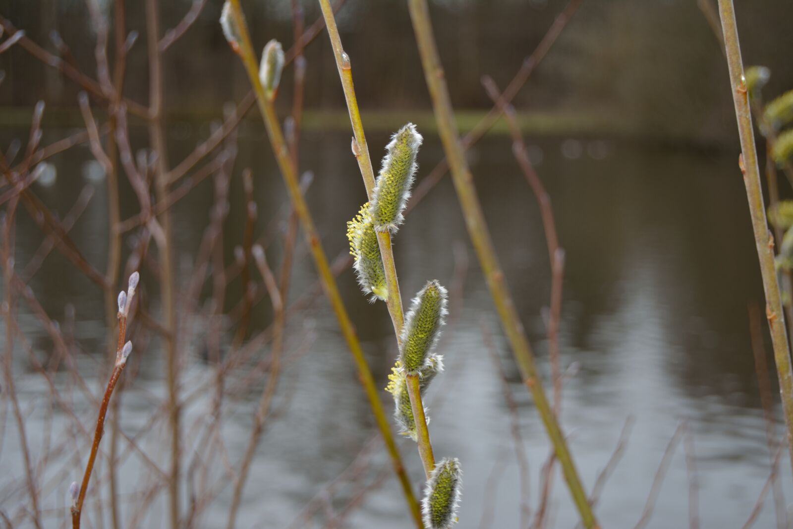 Nikon D5200 sample photo. Spring, buds, natural photography