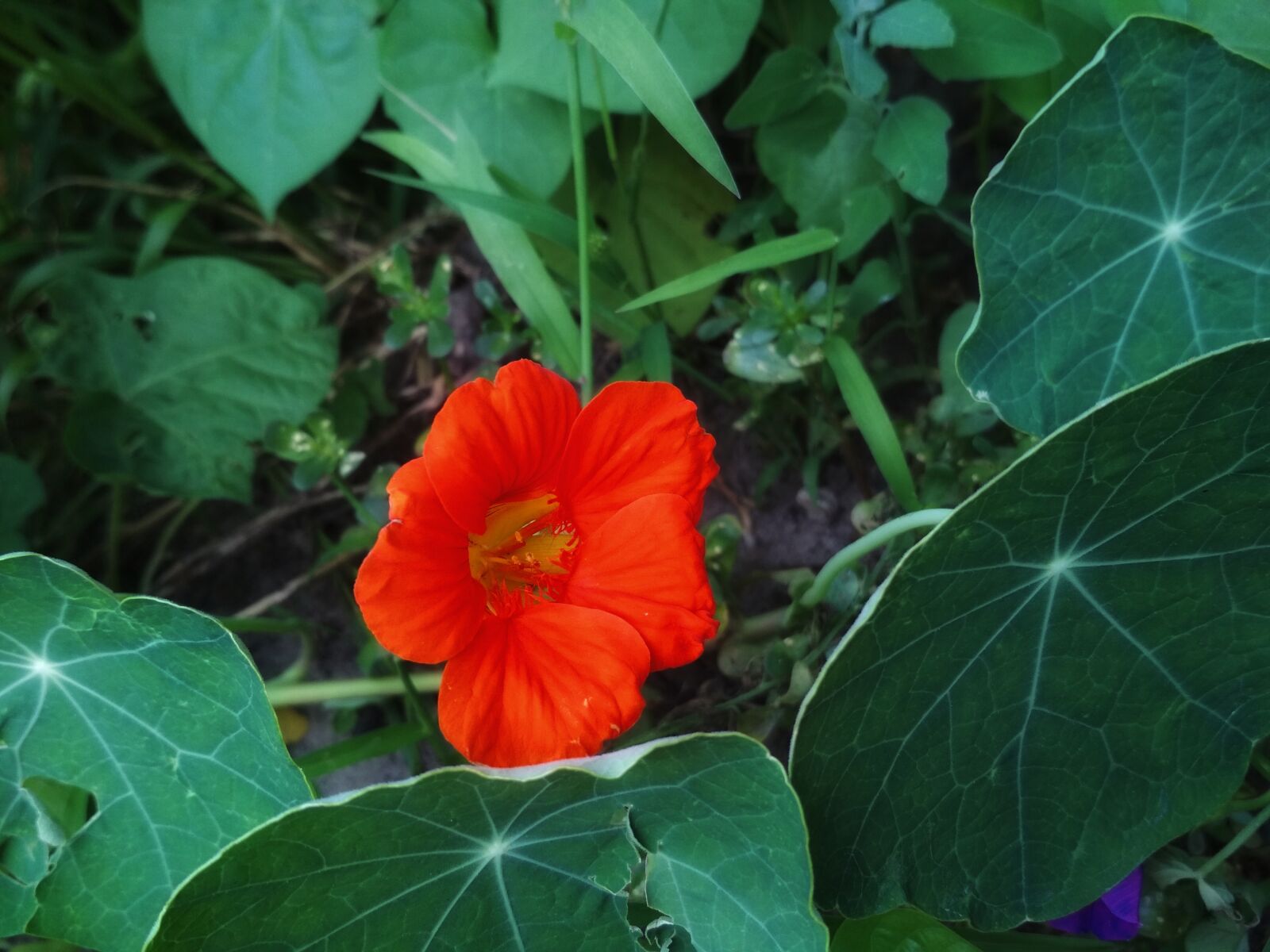 Xiaomi Redmi 4X sample photo. Flower, nasturtium, orange photography