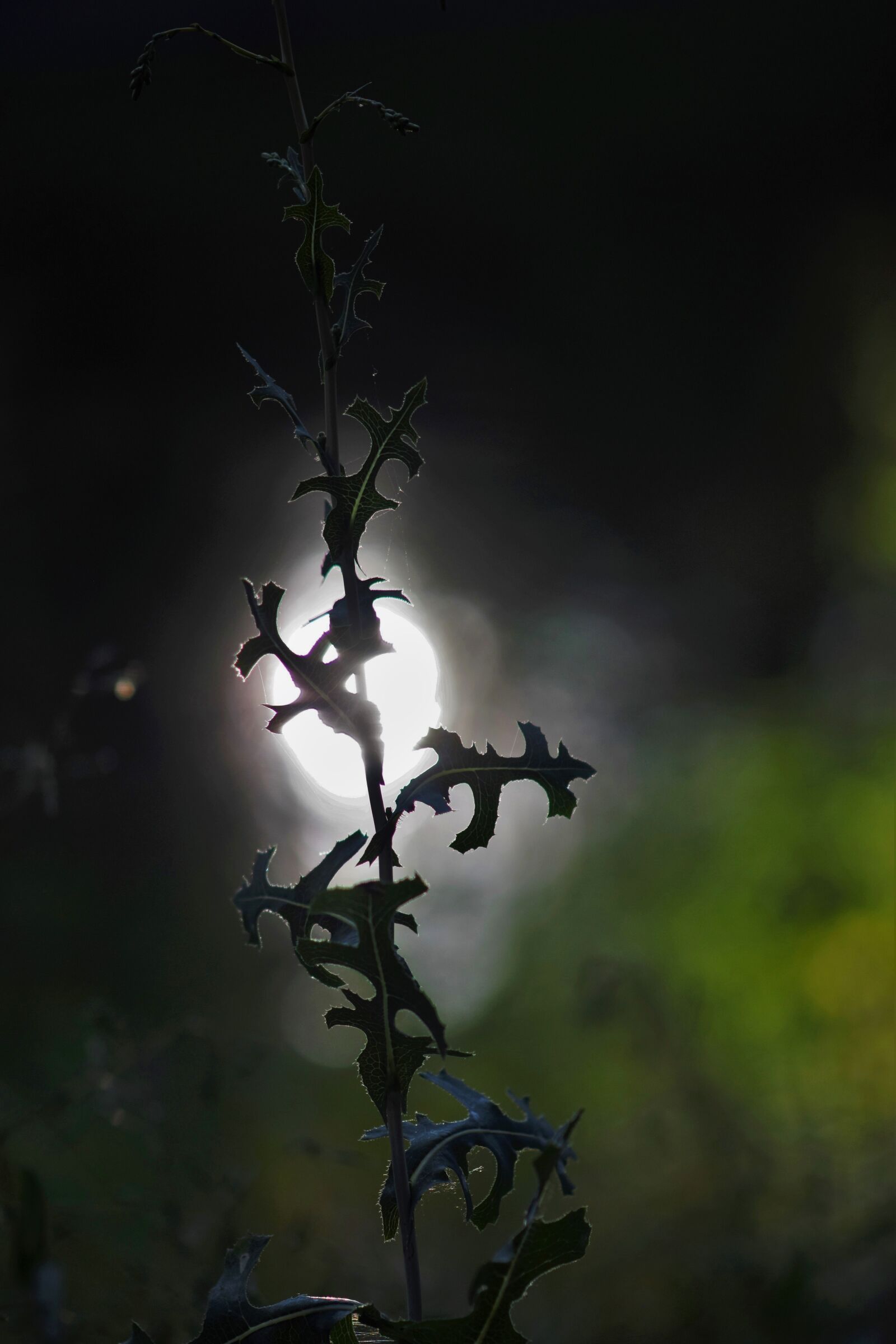 Nikon D3300 sample photo. Weed, plant, leaves photography
