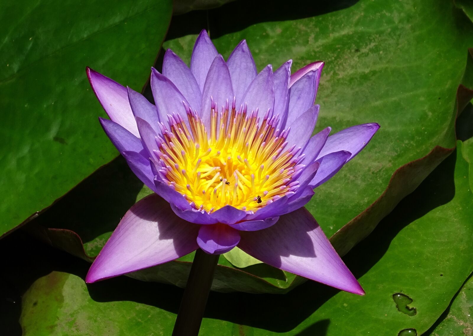 Sony DSC-HX60V sample photo. Lily, flower, nymphaea tina photography
