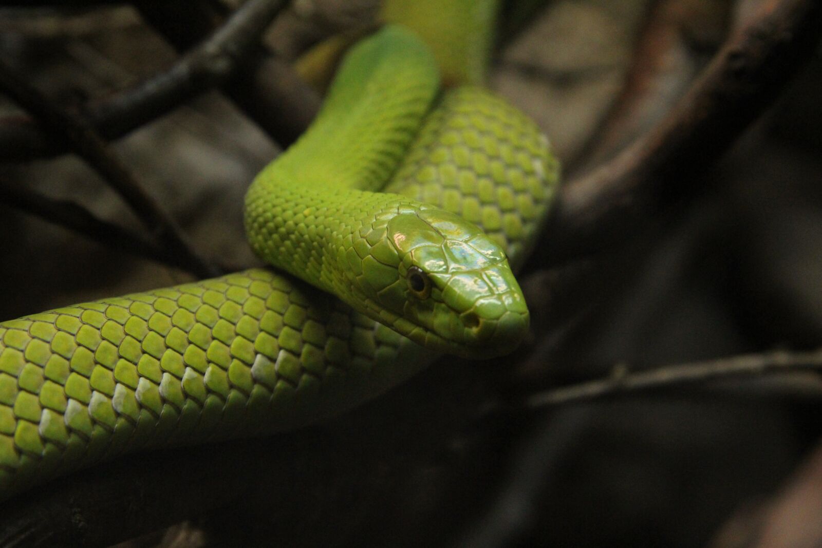 Canon EF-S 17-85mm F4-5.6 IS USM sample photo. Mamba, snake, reptile photography