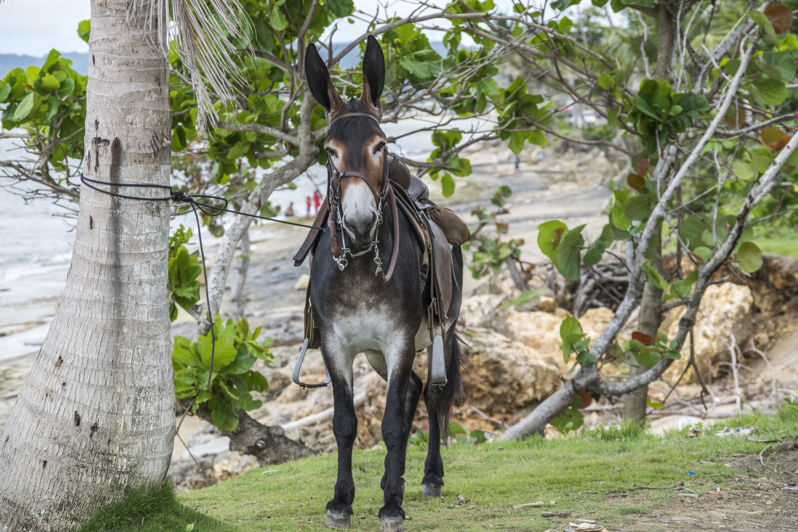 Nikon D3300 sample photo. Animal, sea, donkey photography