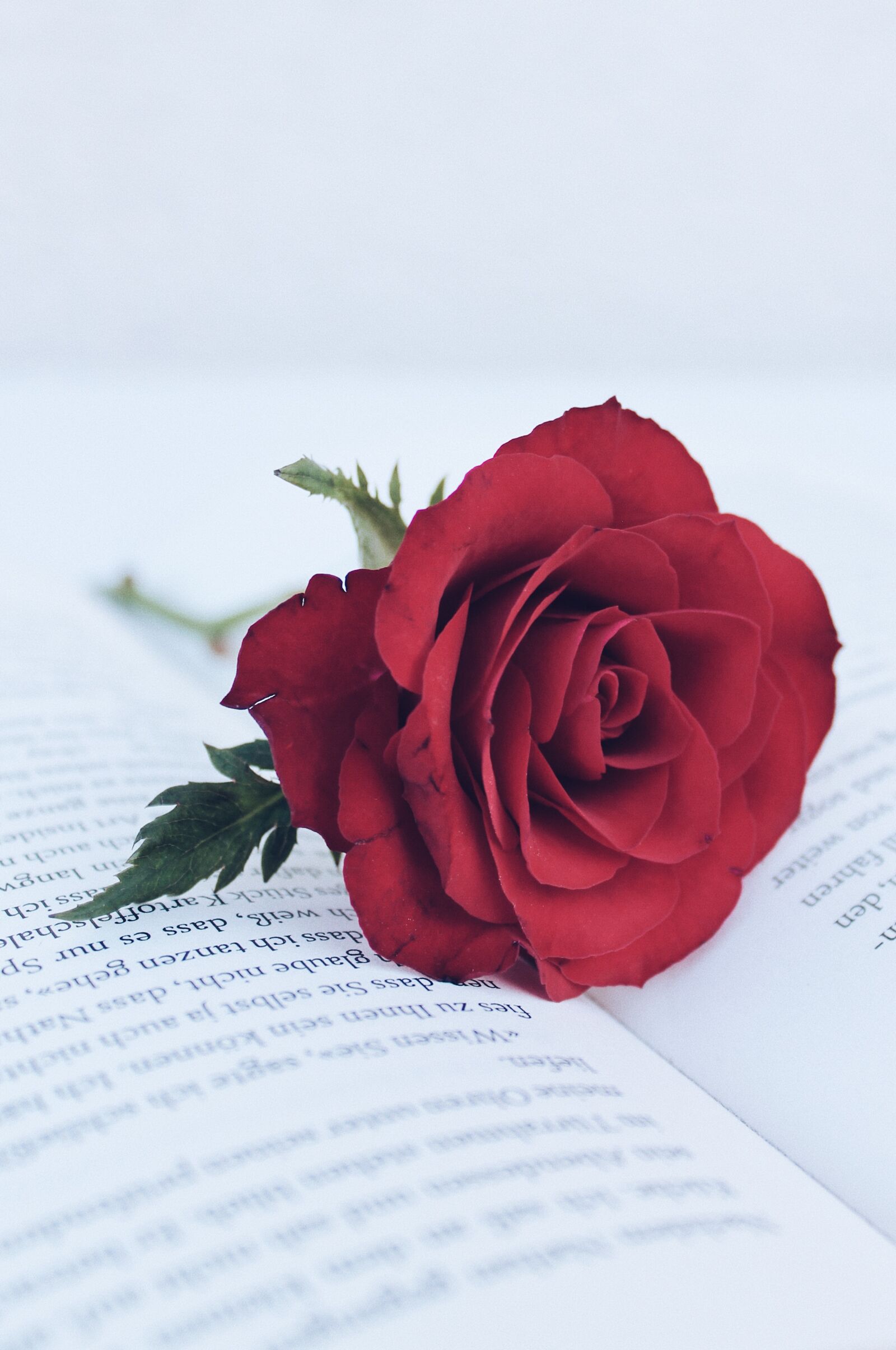 Canon EOS 1100D (EOS Rebel T3 / EOS Kiss X50) sample photo. Roses, summer, red photography