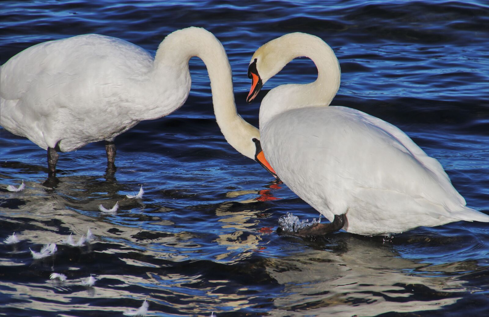 Canon EOS 80D sample photo. Noble, swan, feather photography