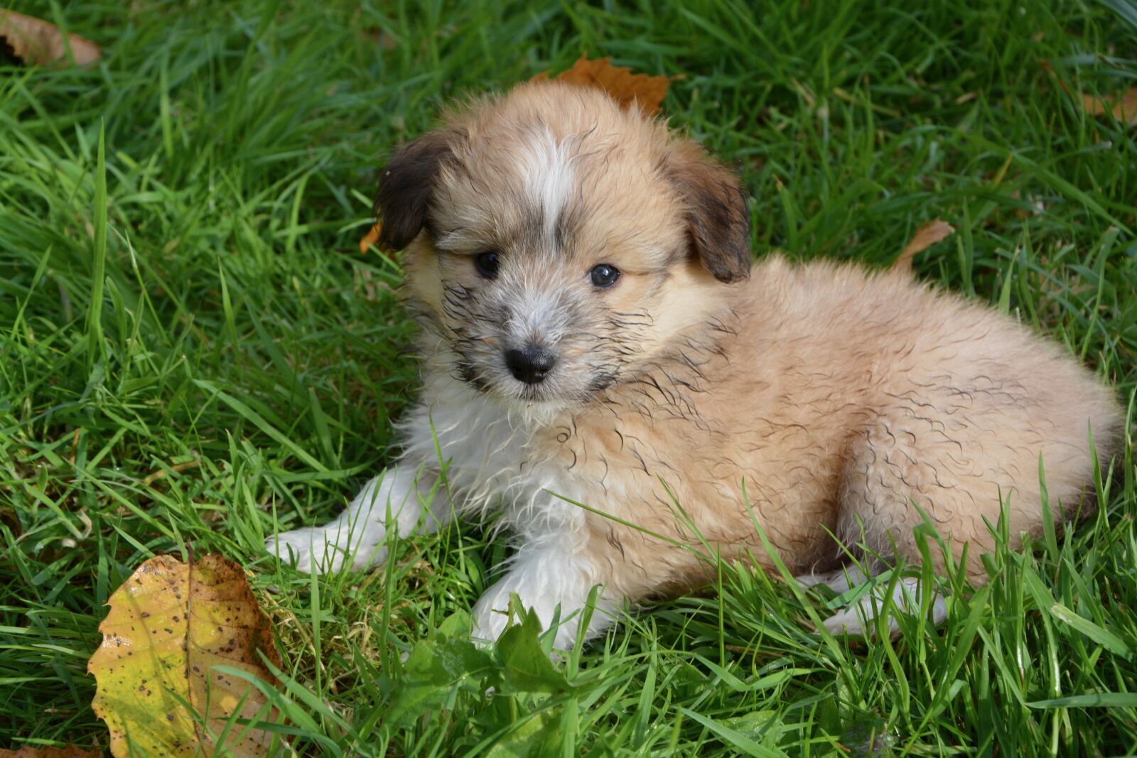 Nikon D5200 sample photo. Puppy, pup, puppies colour photography