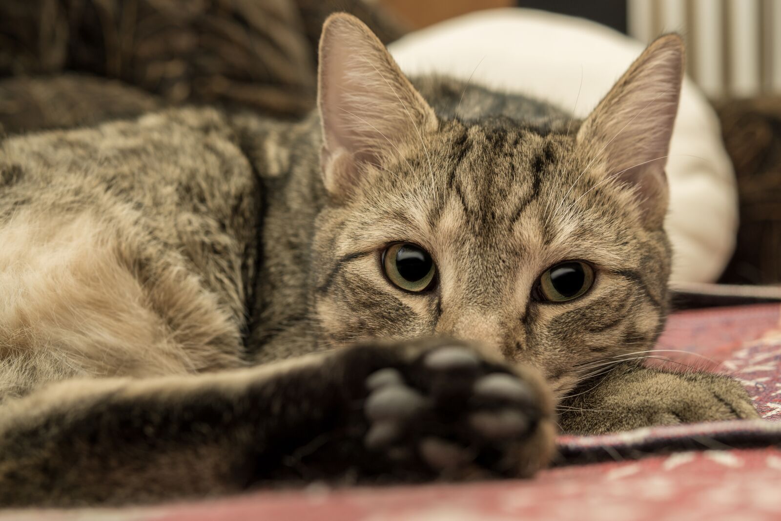 30mm F1.4 DC DN | Contemporary 016 sample photo. Cat, animal, bart photography