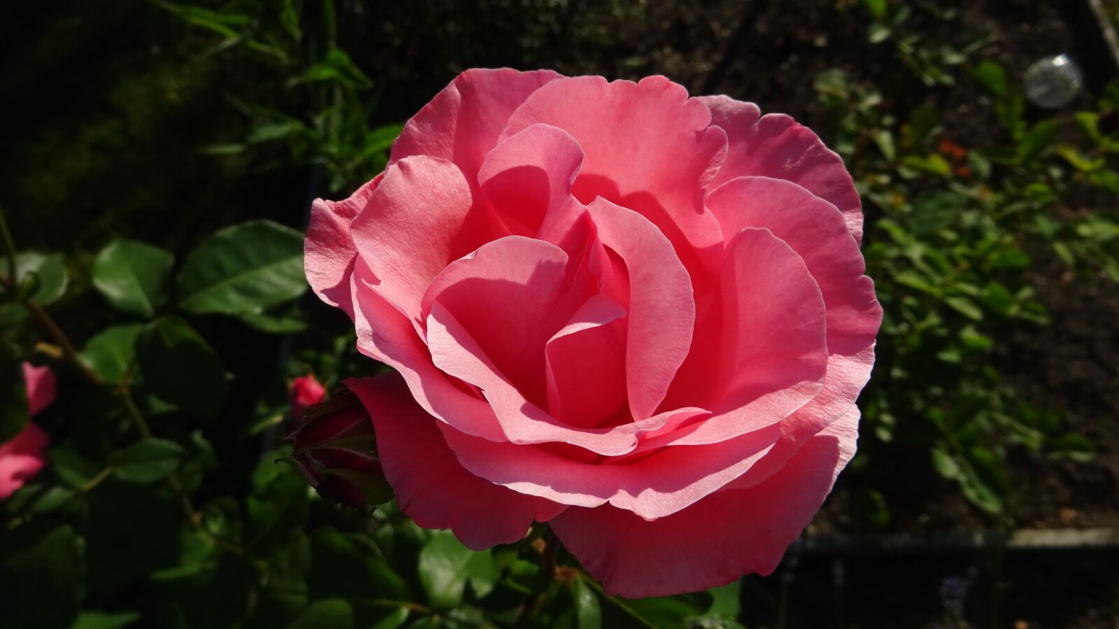 Sony Cyber-shot DSC-WX350 sample photo. Rose, pink, pink rose photography