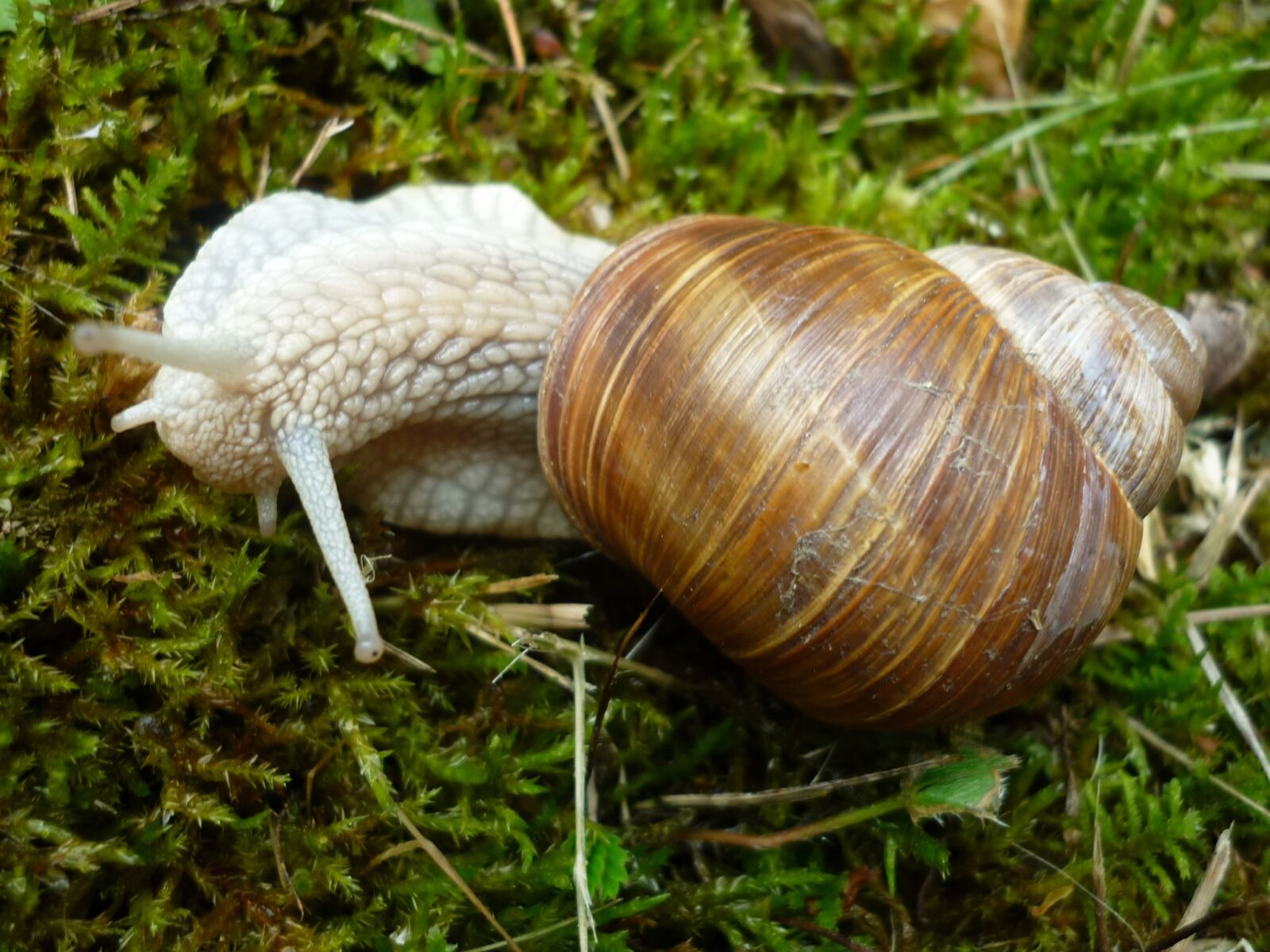 Panasonic Lumix DMC-FS6 sample photo. Animal, snail, housing-auger photography
