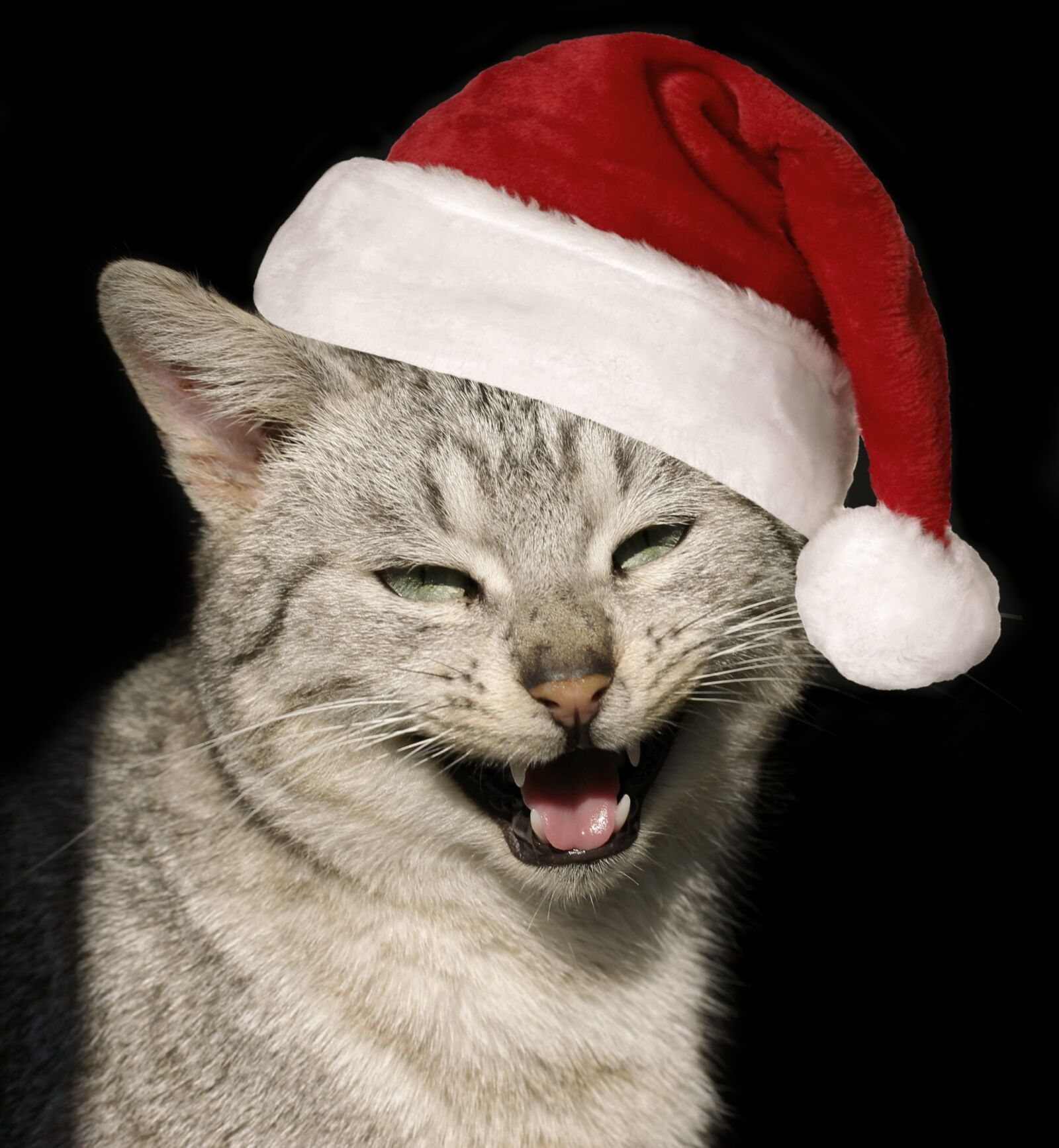 Canon EF-S 60mm F2.8 Macro USM sample photo. Cat, hat, christmas photography