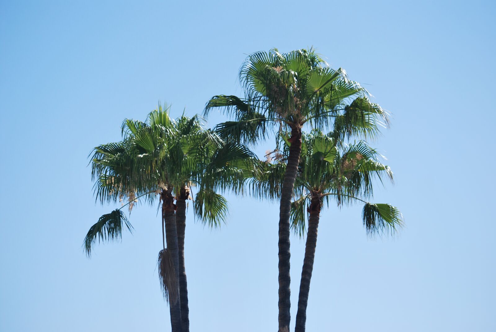 Nikon D60 sample photo. Spain, andalusia, palm photography